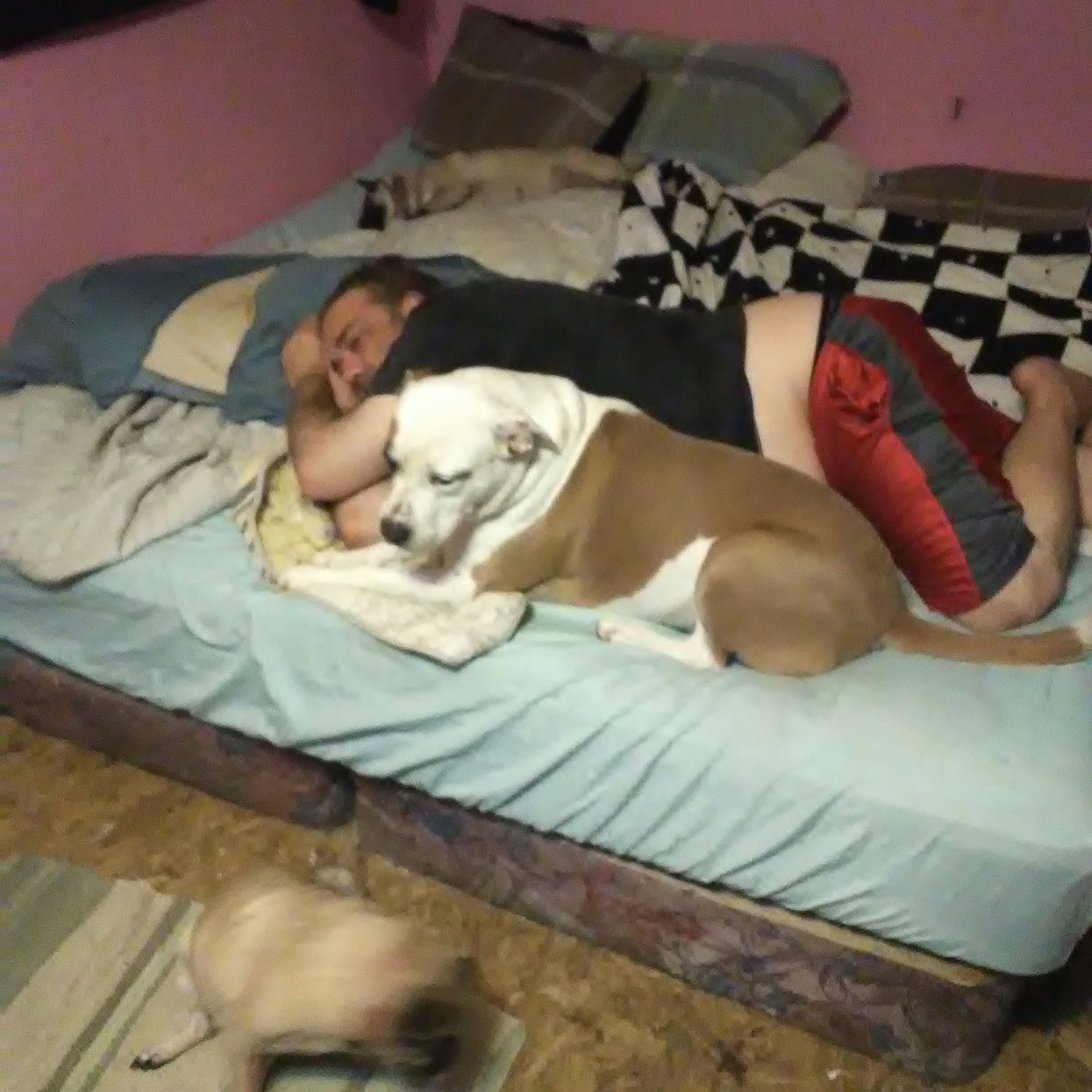 Arbor Valley Animal Clinic Syracuse