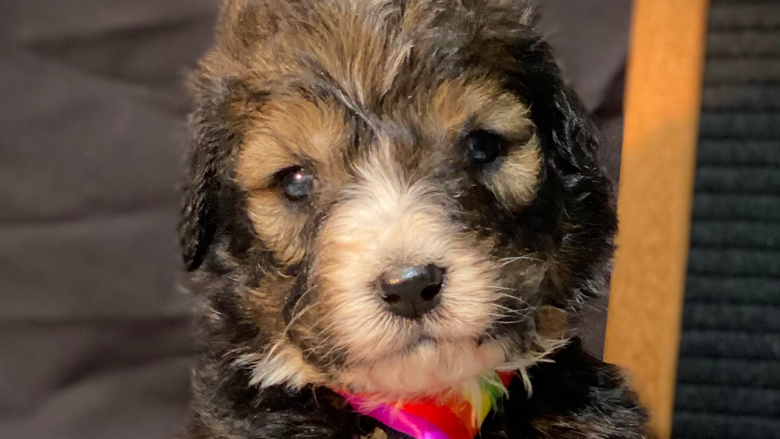 J&B Doodles 1791 W 22nd St, Wahoo Nebraska 68066