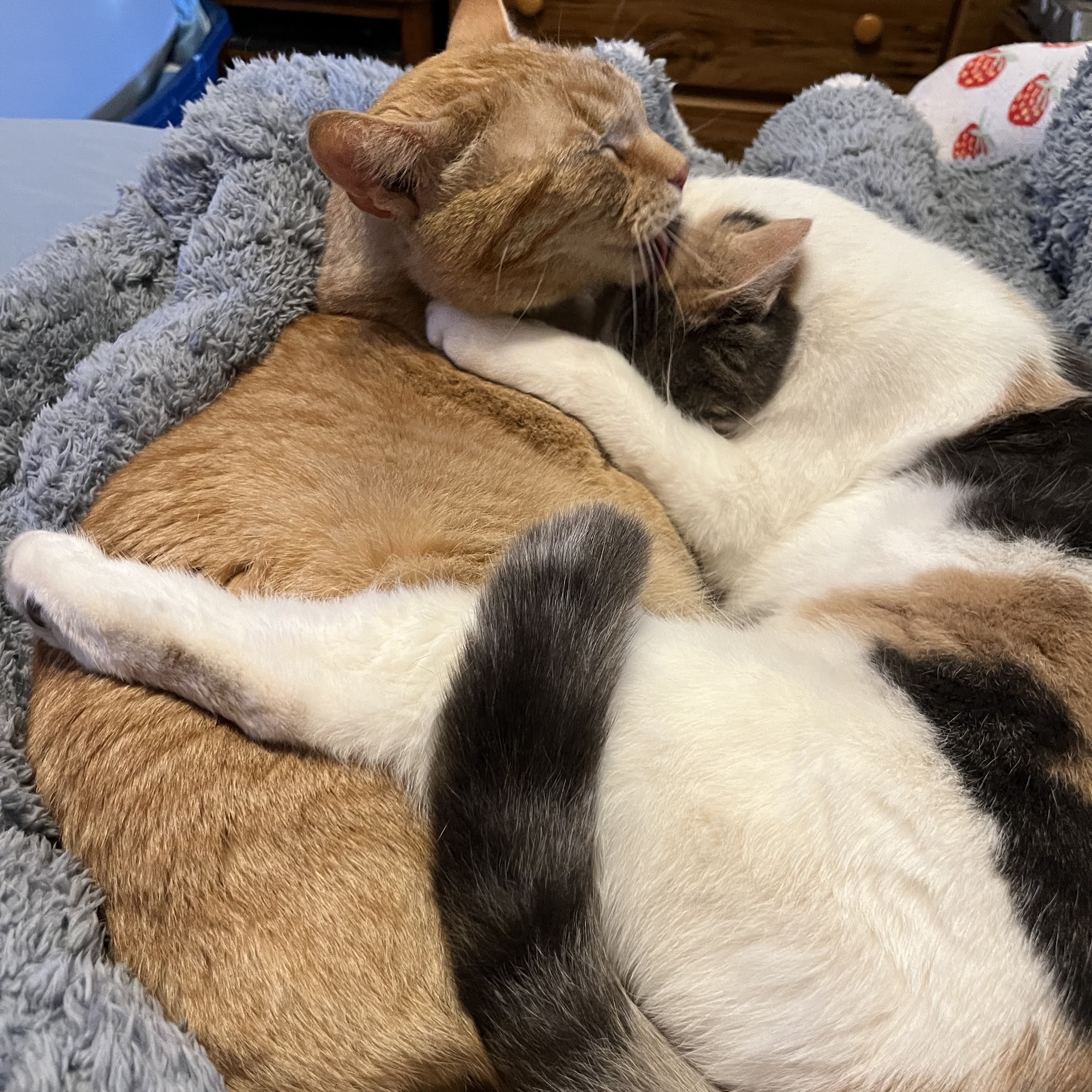 Wisner Countryside Vet Clinic Wisner