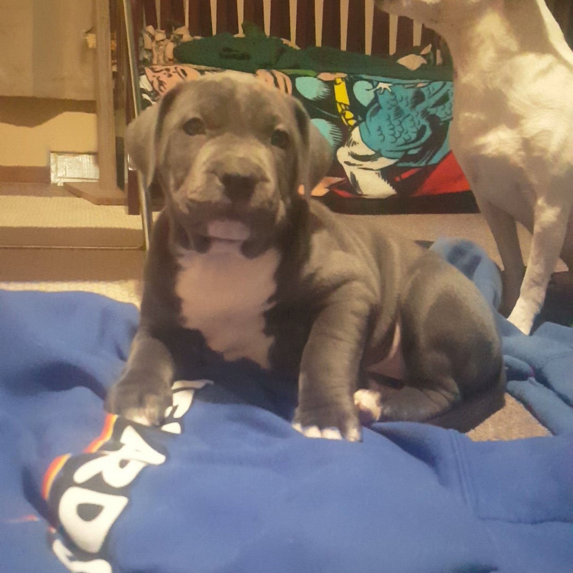 Wisner Countryside Vet Clinic