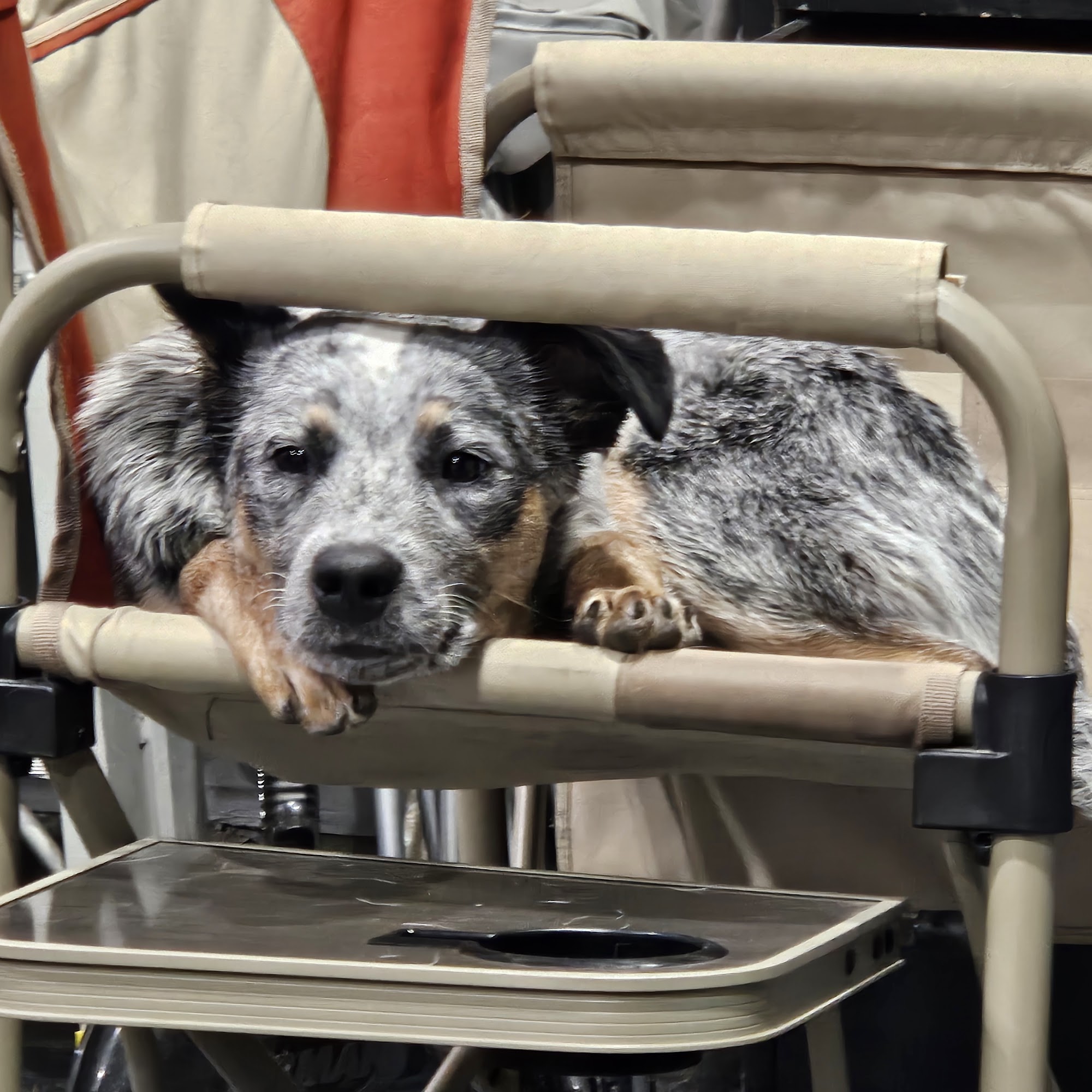 Wisner Countryside Vet Clinic