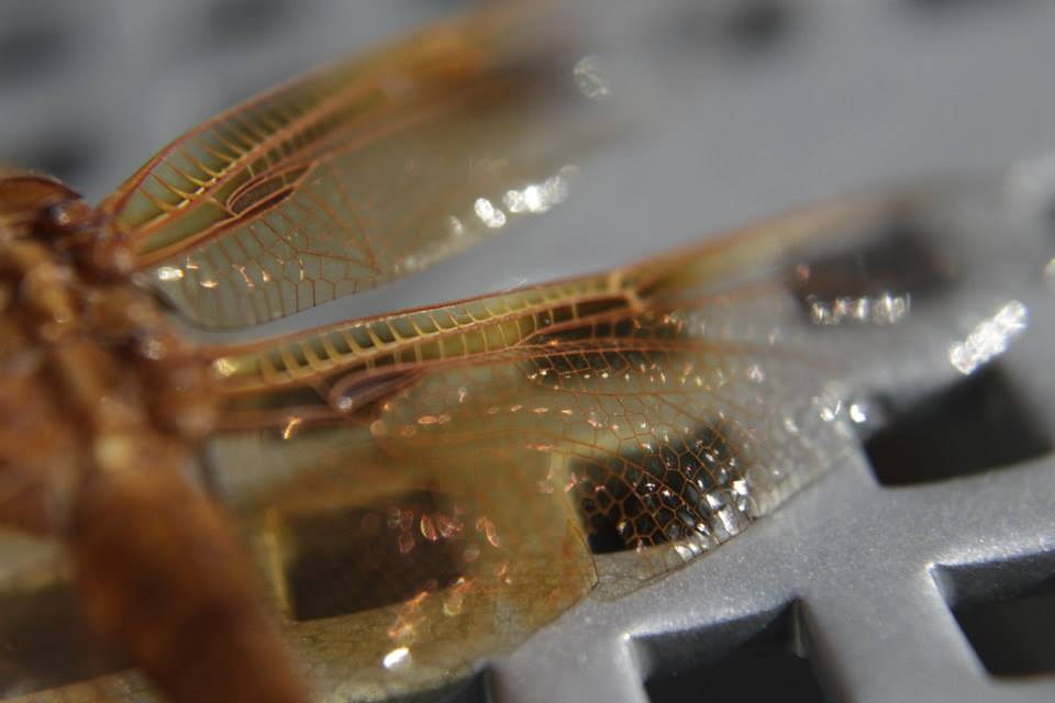 Archetype Images Photography