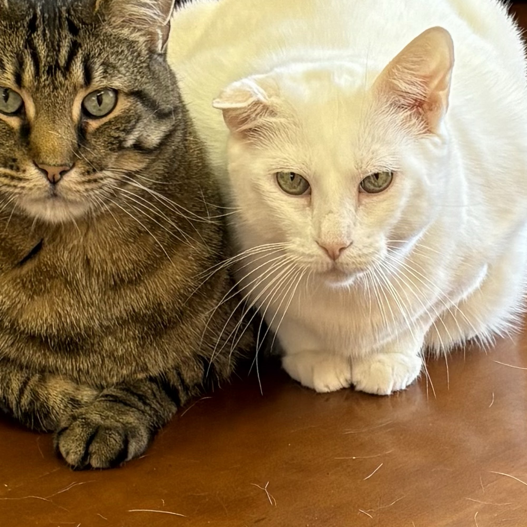 Sullivan Companion Animal Clinic York