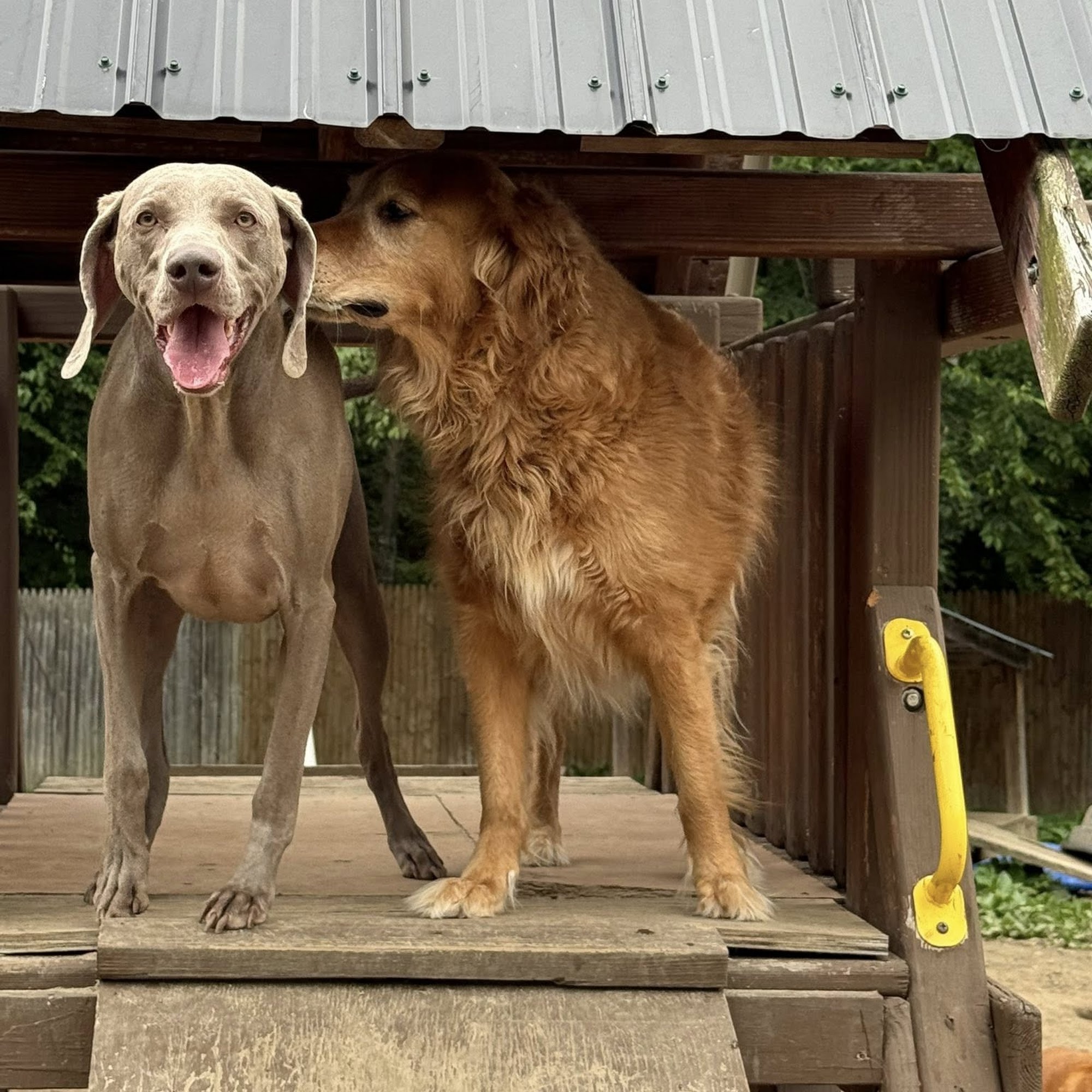 The Bed and Biscuit Alton