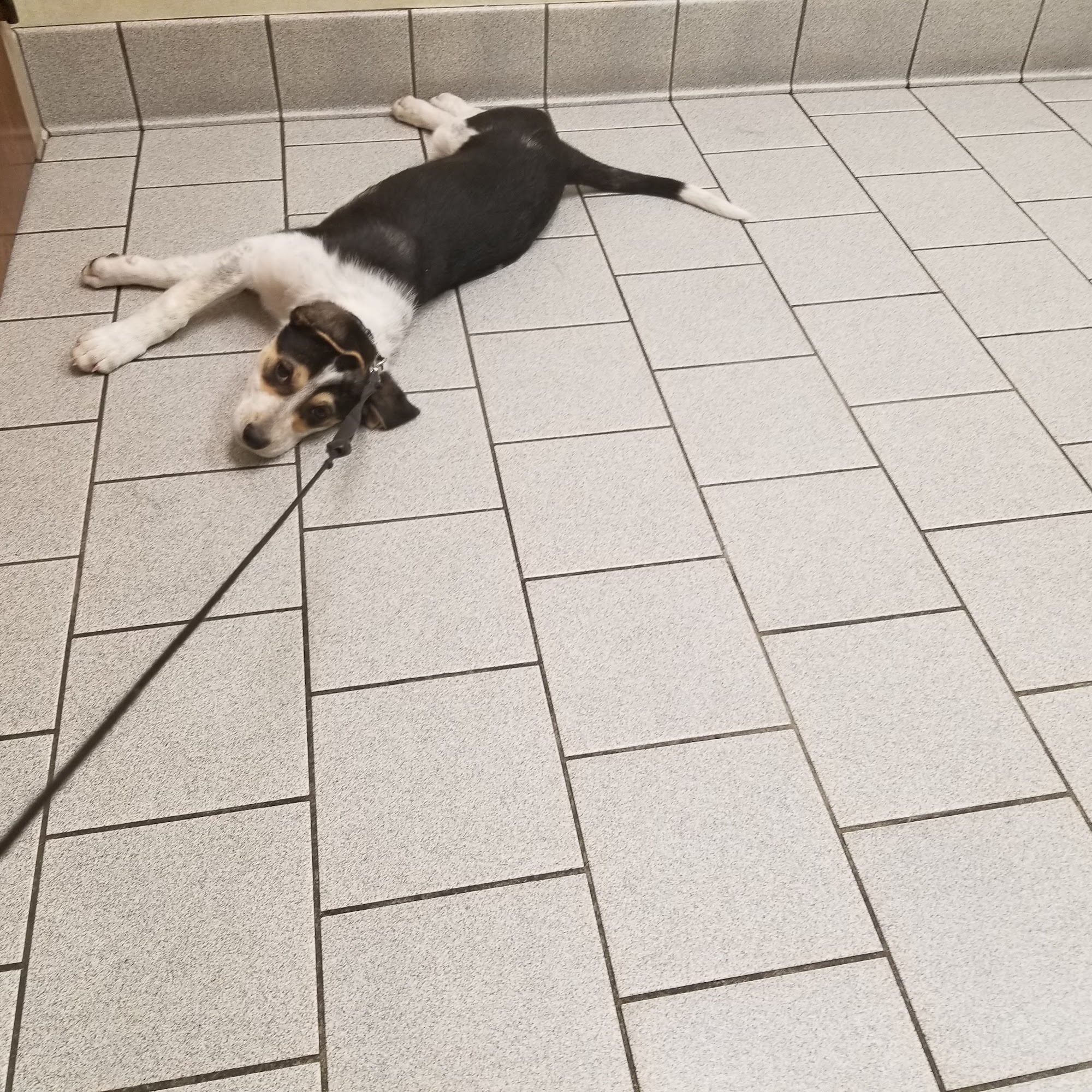 Amherst Animal Hospital Amherst