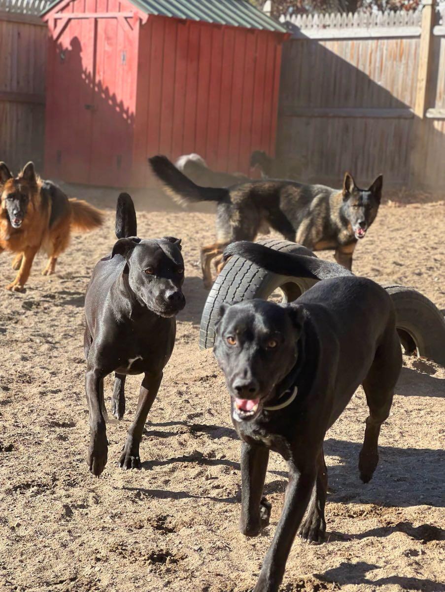Granite State Dog Training Center Amherst