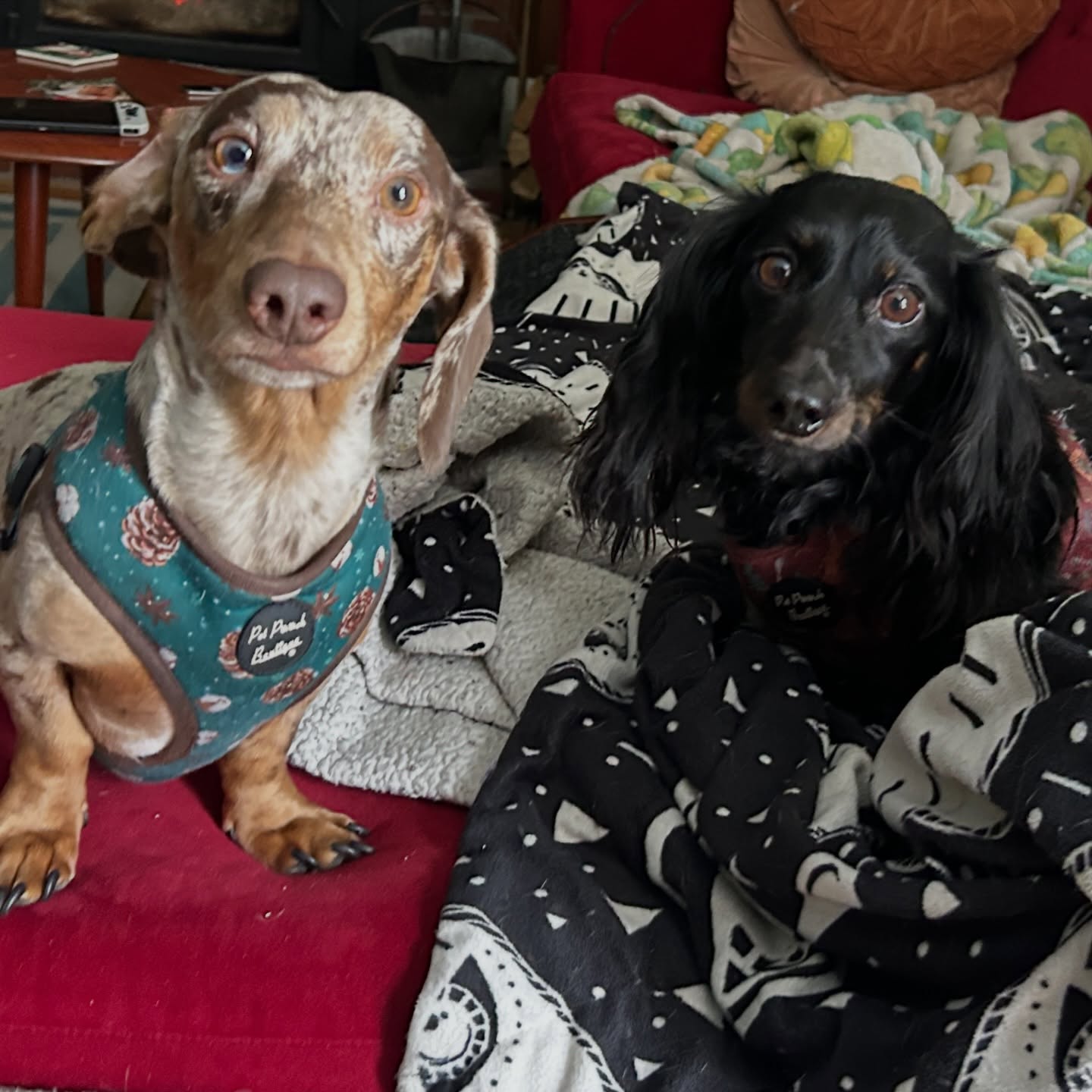 NH Dog Training Amherst