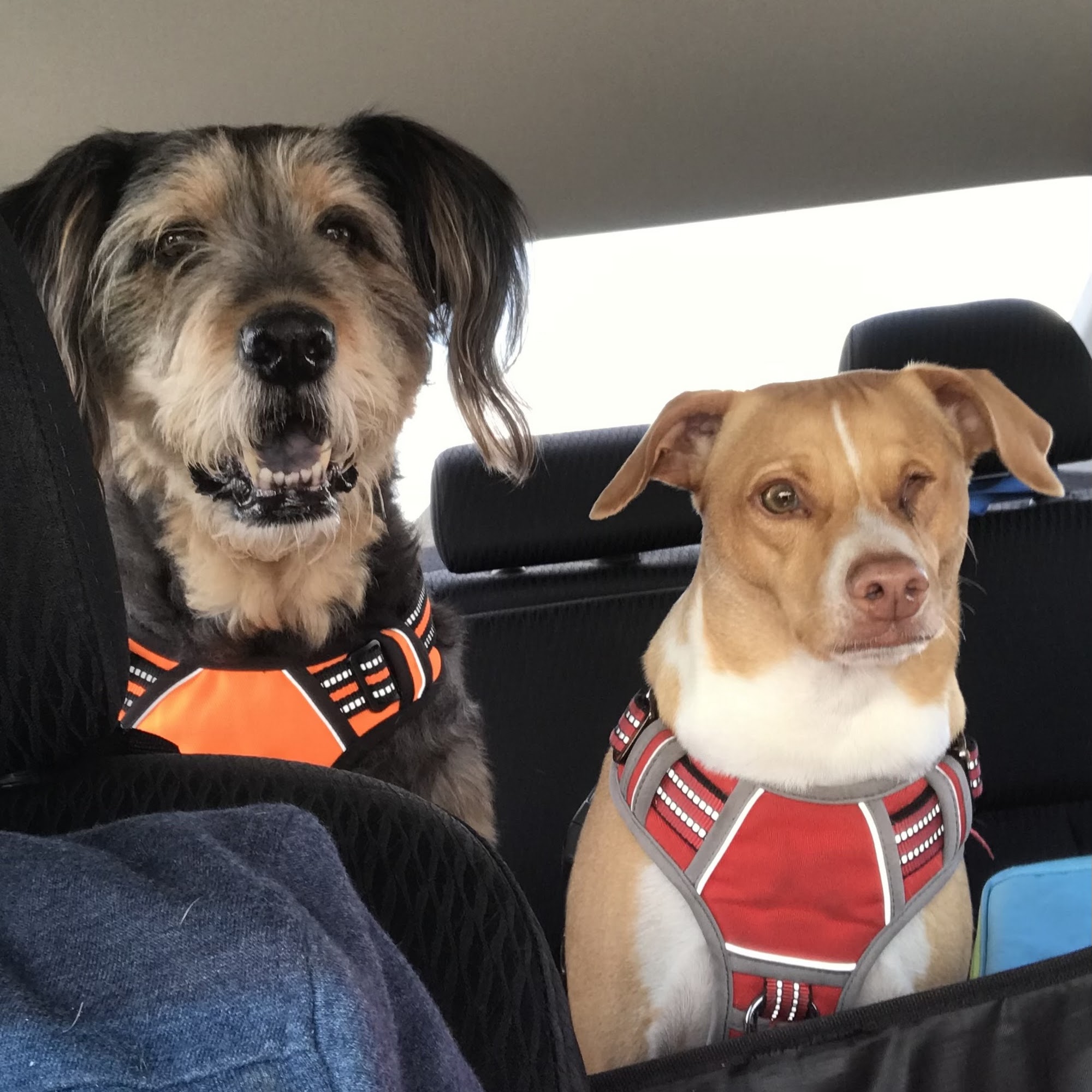 Great Brook Veterinary Clinic Antrim