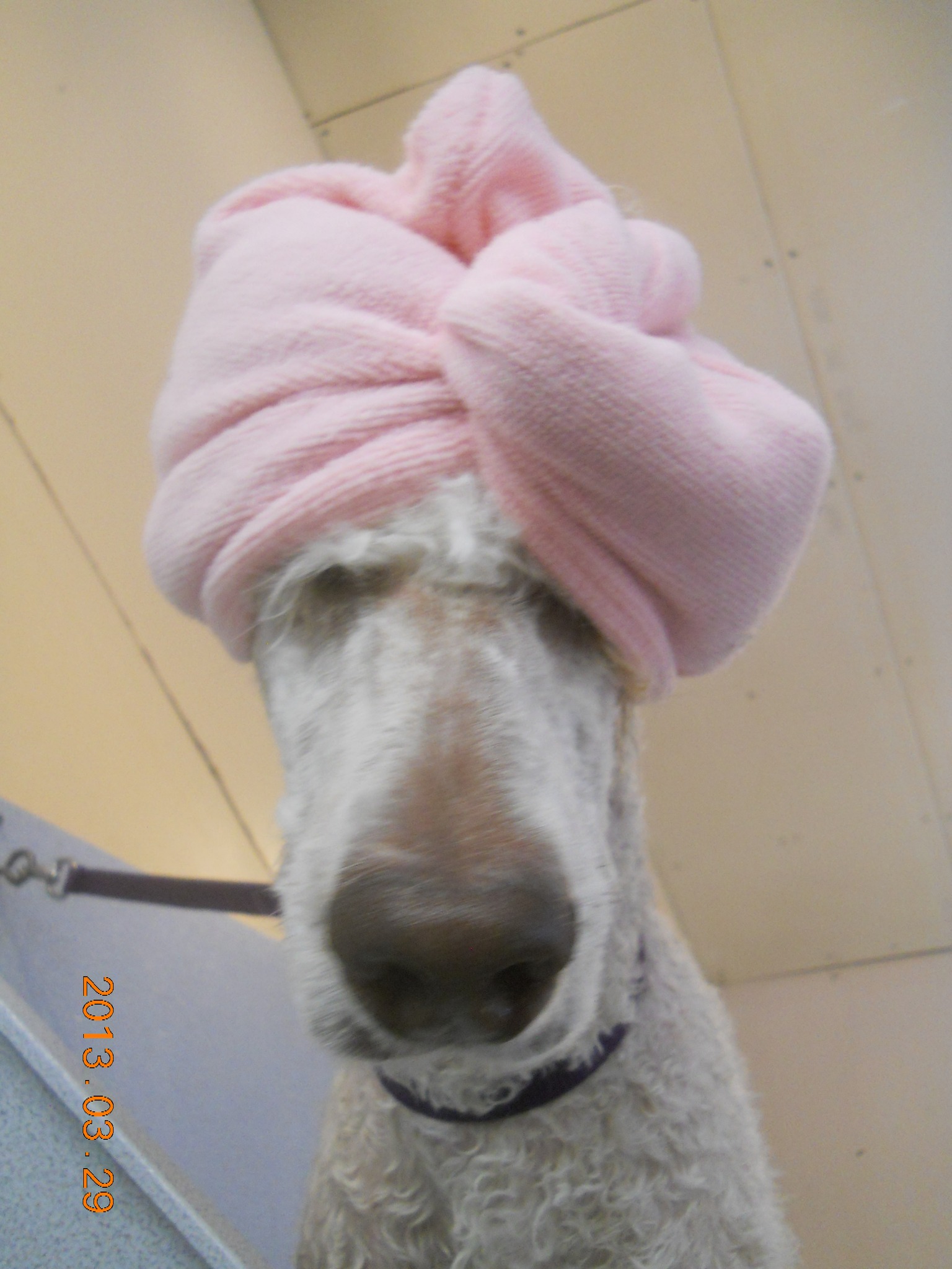 Under One Woof Antrim