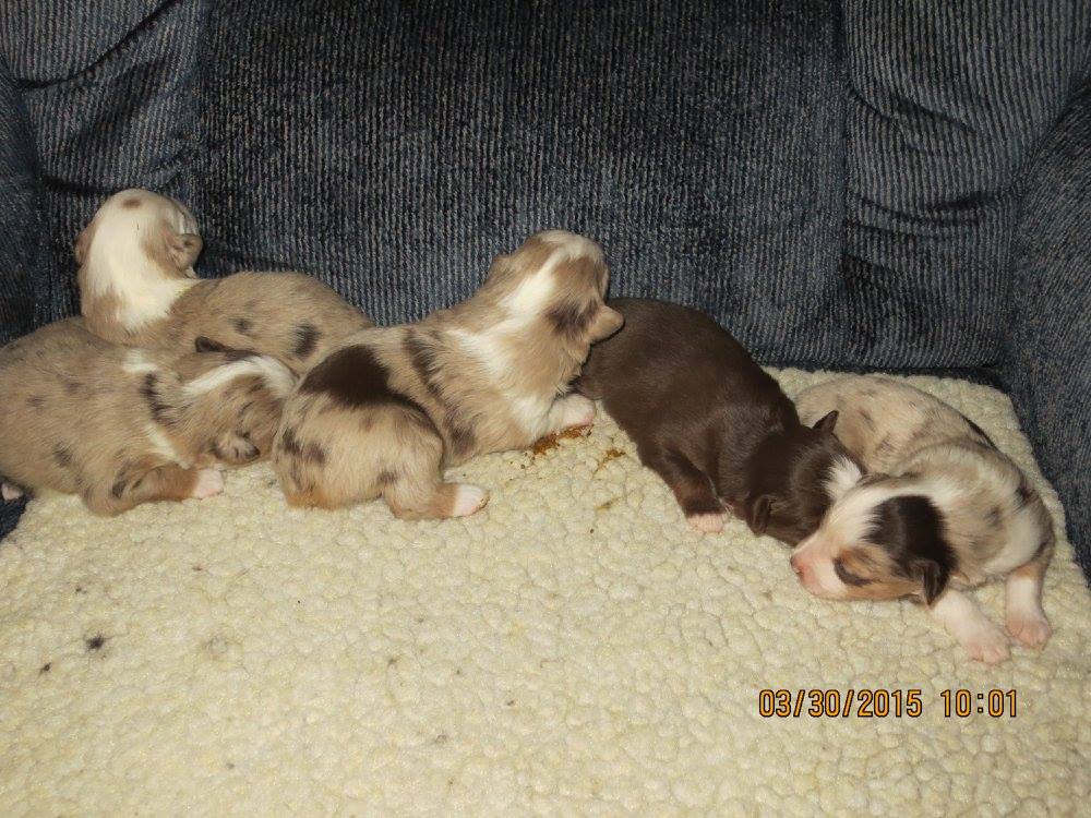 Little Ponderosa Kennels Antrim