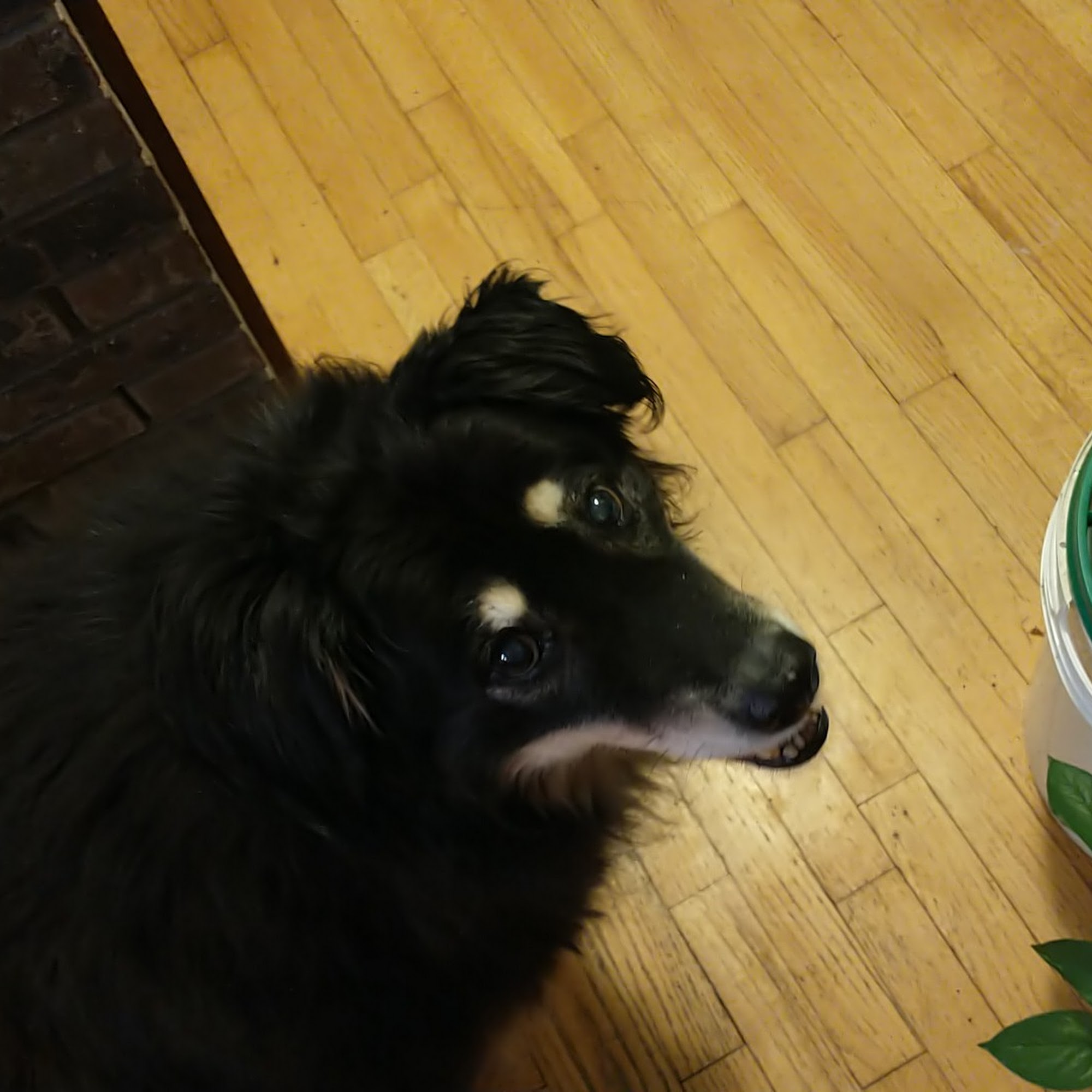 Brushwood Veterinary Clinic Atkinson