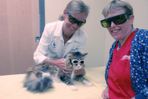 VCA Daniel Webster Animal Hospital Bedford