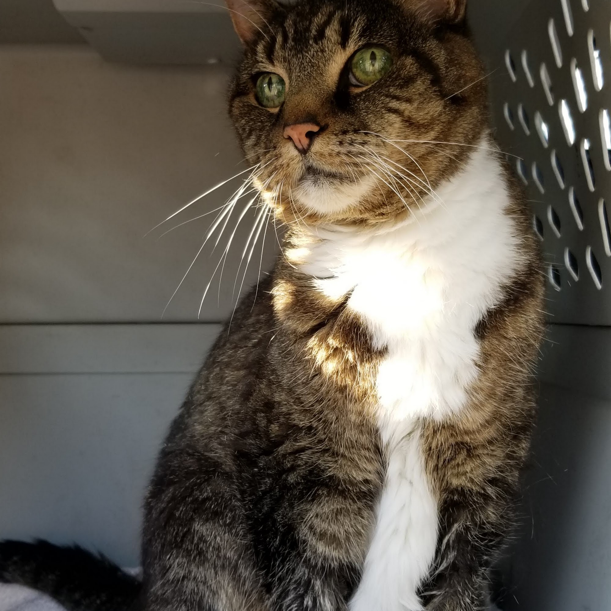 Noreast Veterinary Associates Belmont