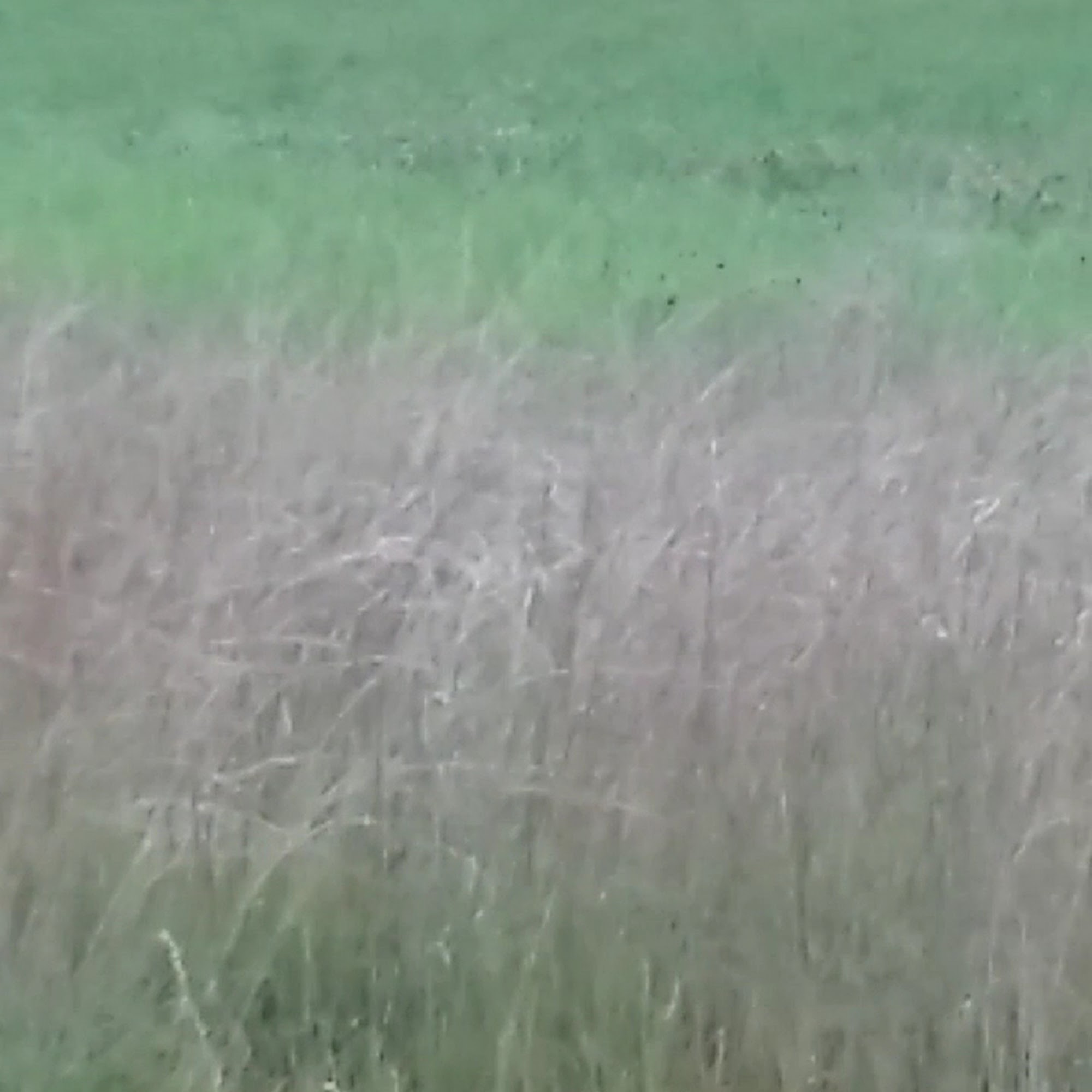 Bristol Veterinary Hospital PC Bristol