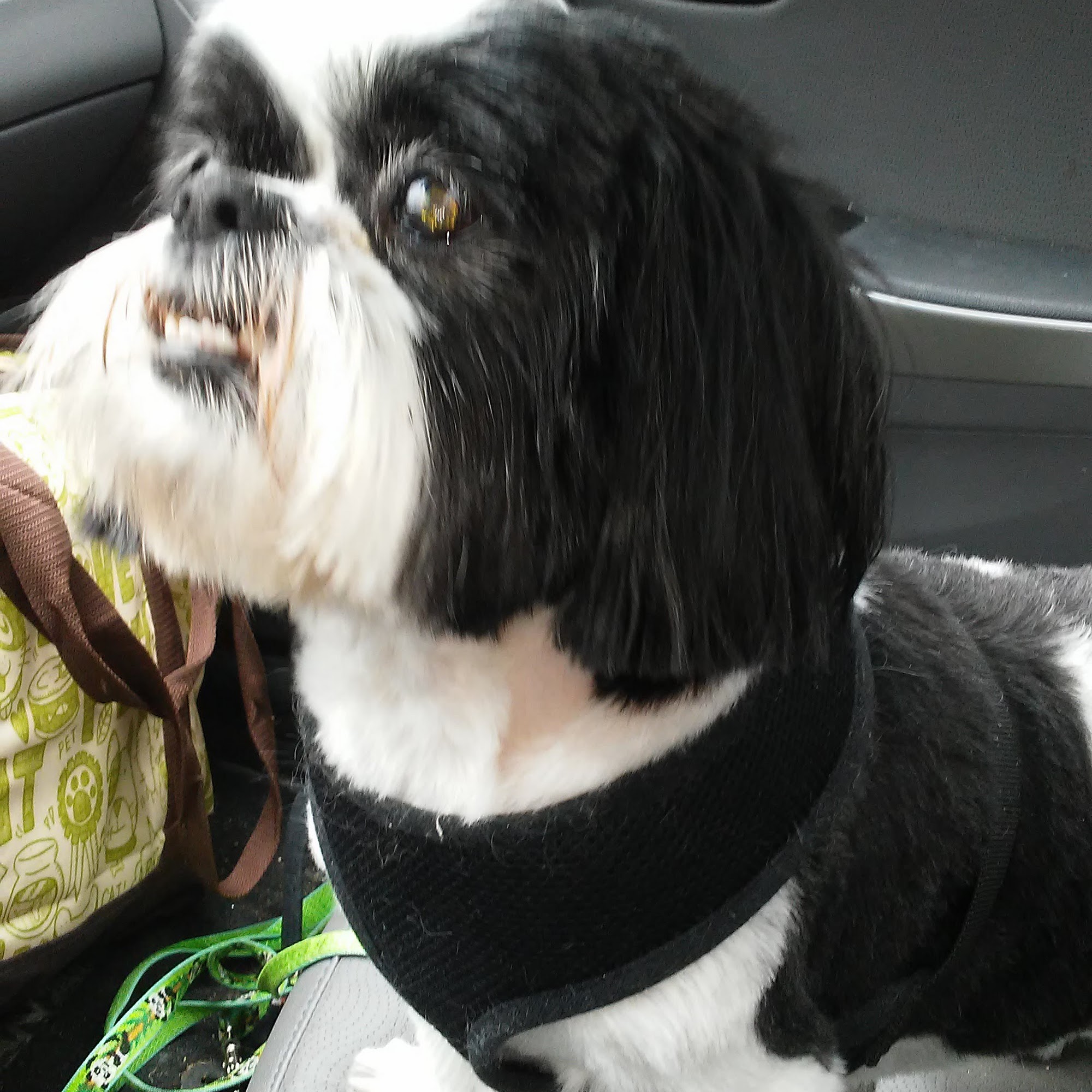 Doggie Designs Center Harbor