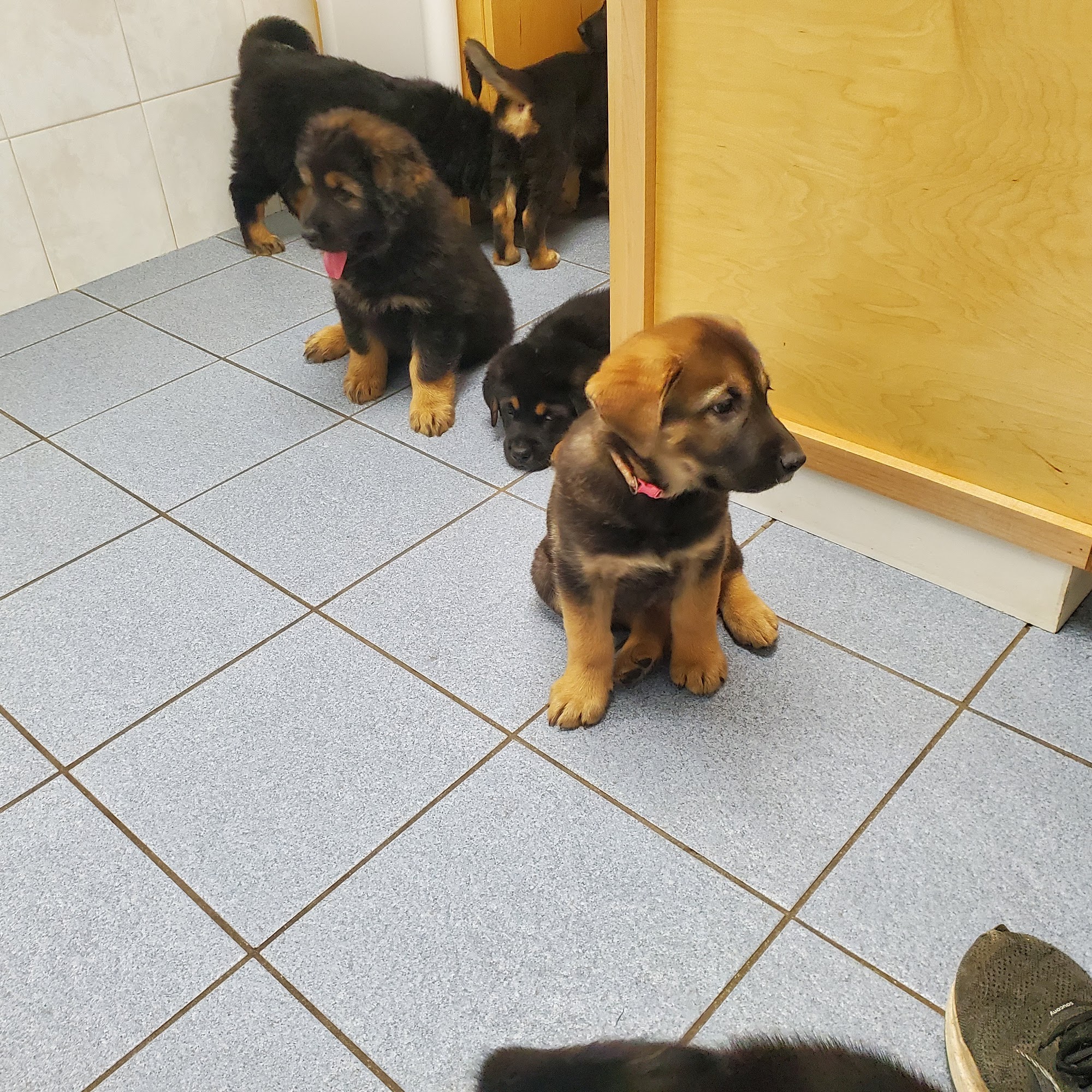 Central New Hampshire Animal Care Chichester