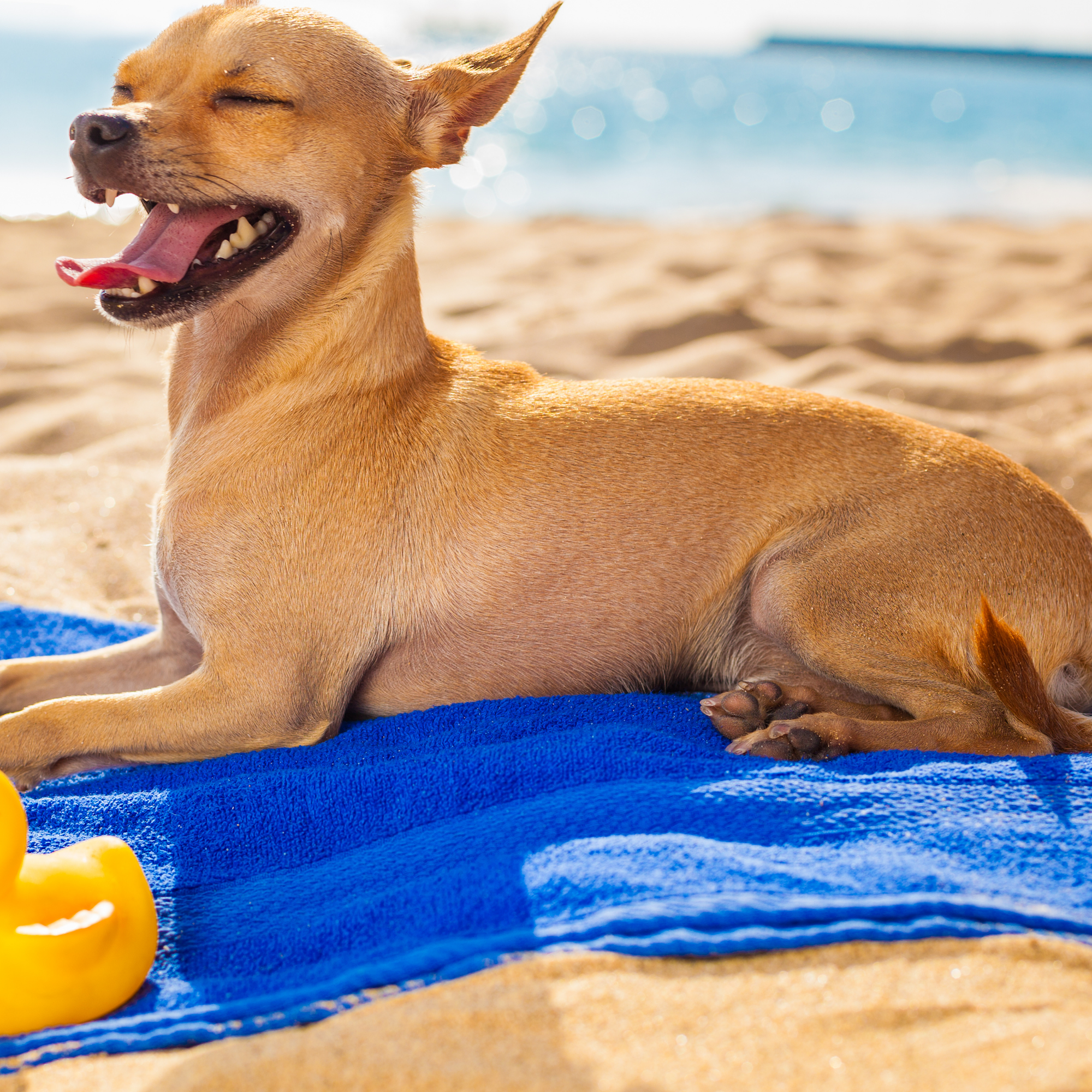 Companion Animal Hospital Chichester