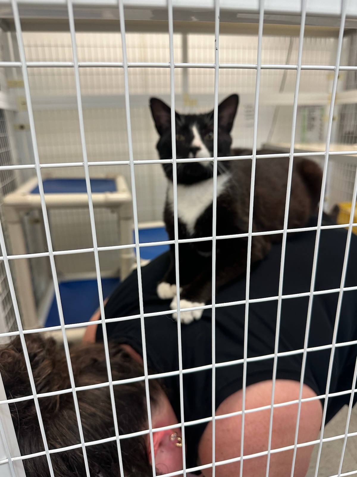 Sullivan County Humane Society Claremont