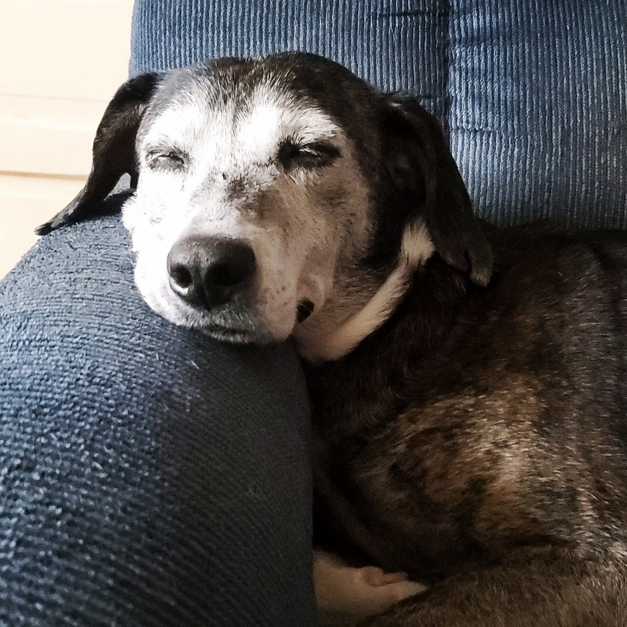 Colebrook Veterinary Clinic Colebrook