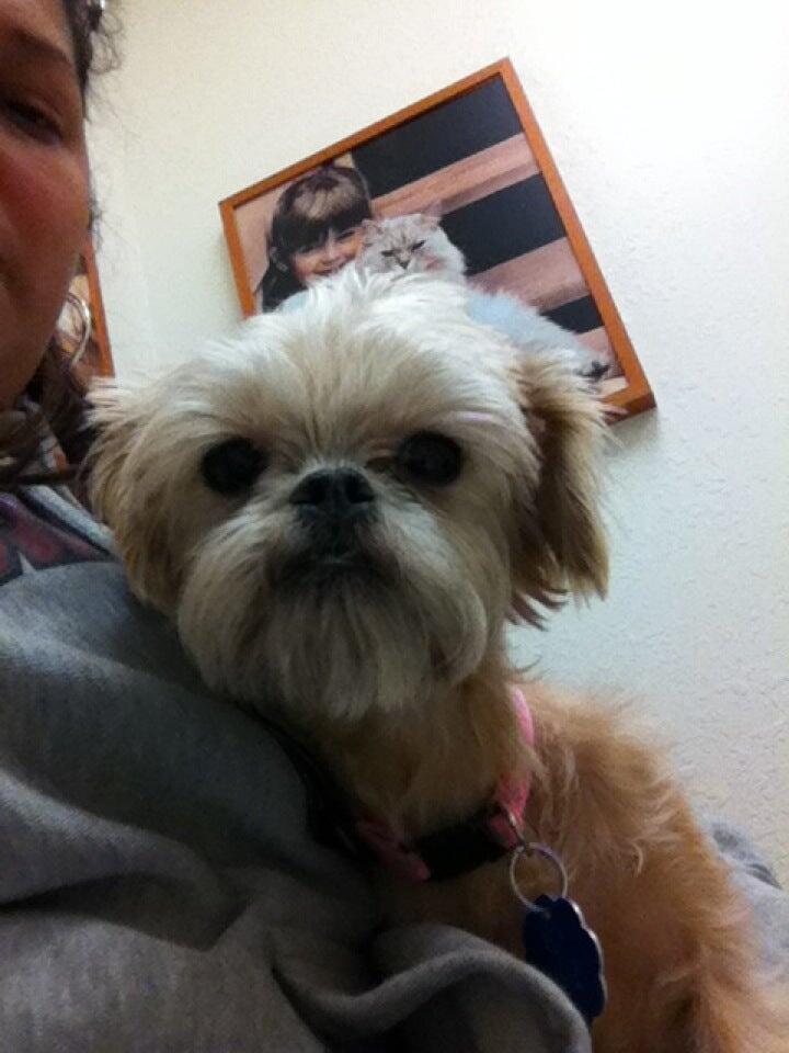 Banfield Pet Hospital Concord