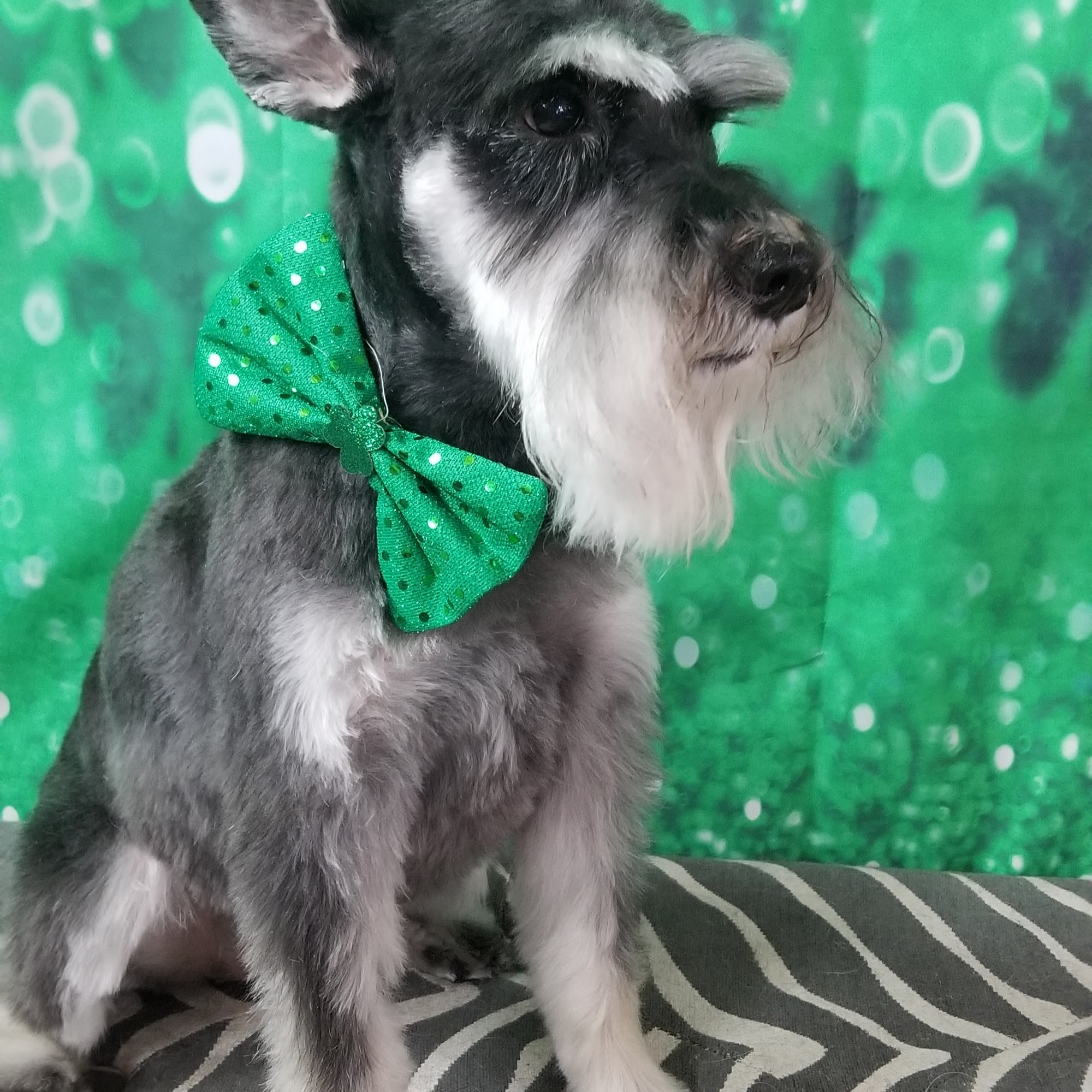 Just Dogs by Jennifer Concord