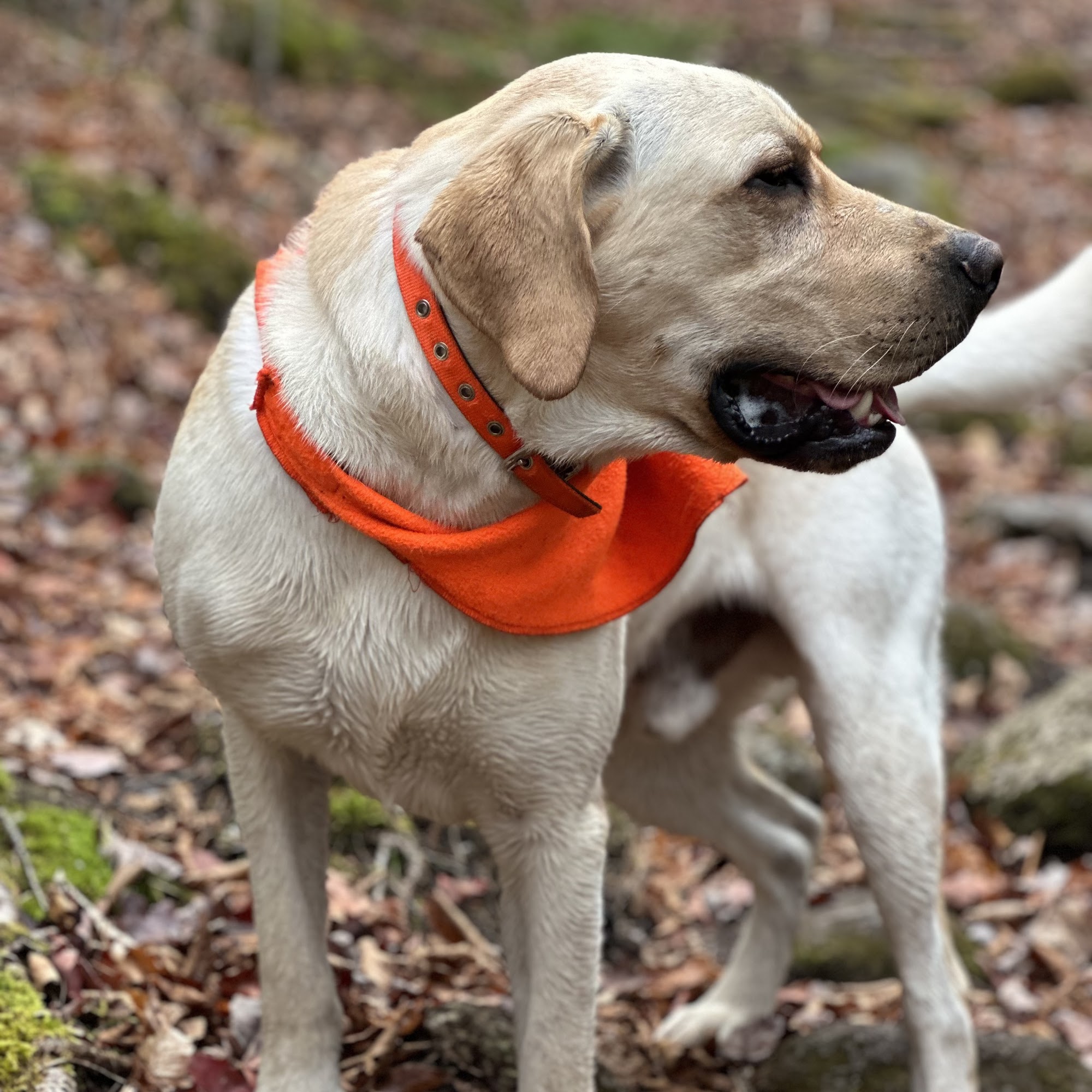 Rozzie May Animal Alliance Inc Conway