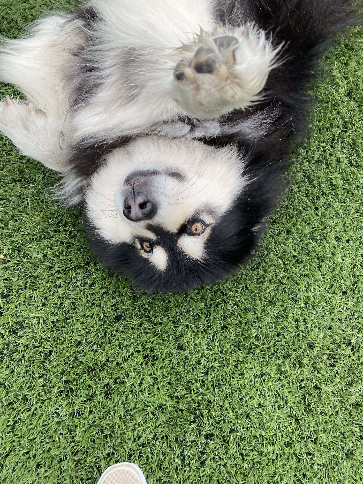 Pet Rendezvous Conway