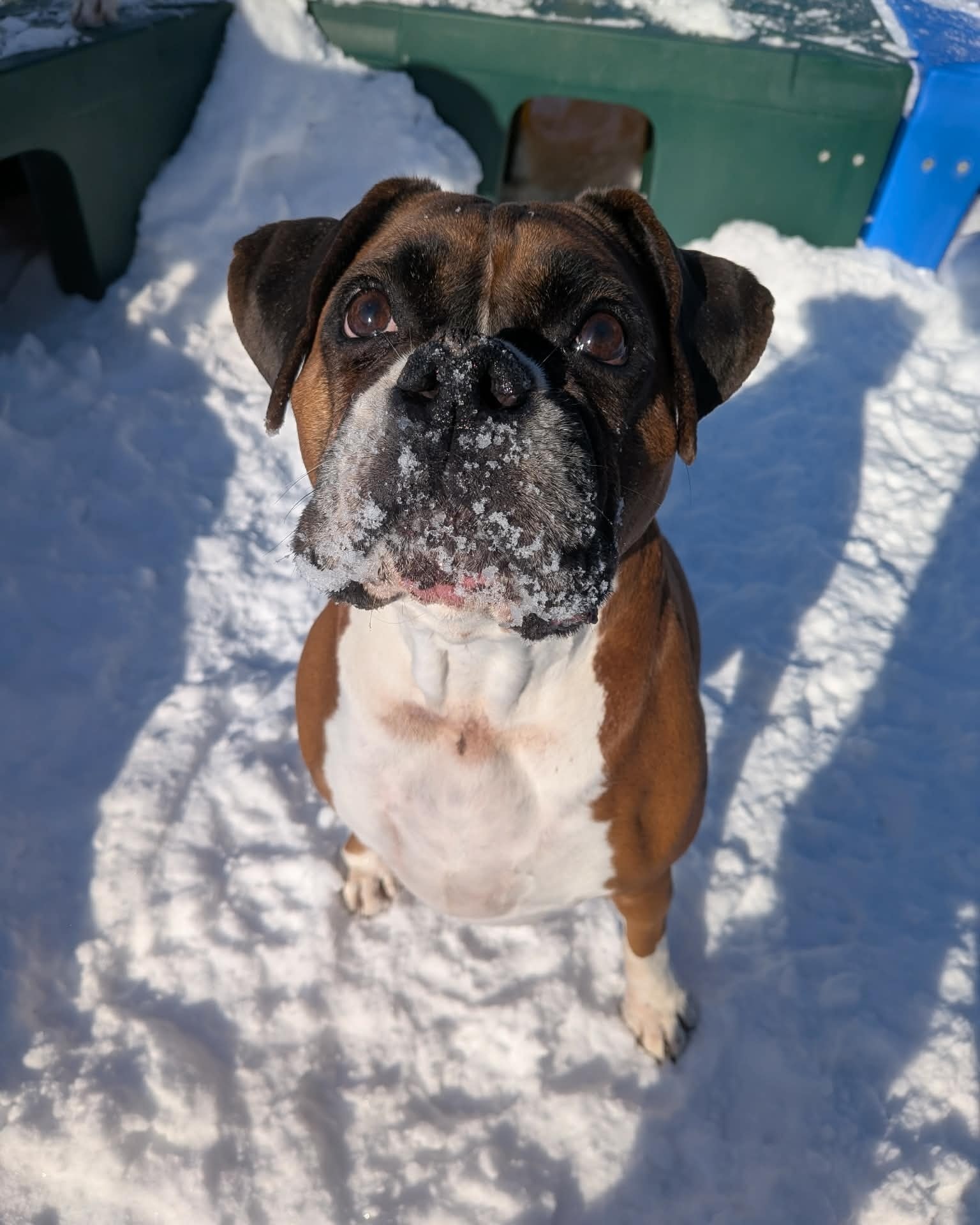 Pet Rendezvous Conway