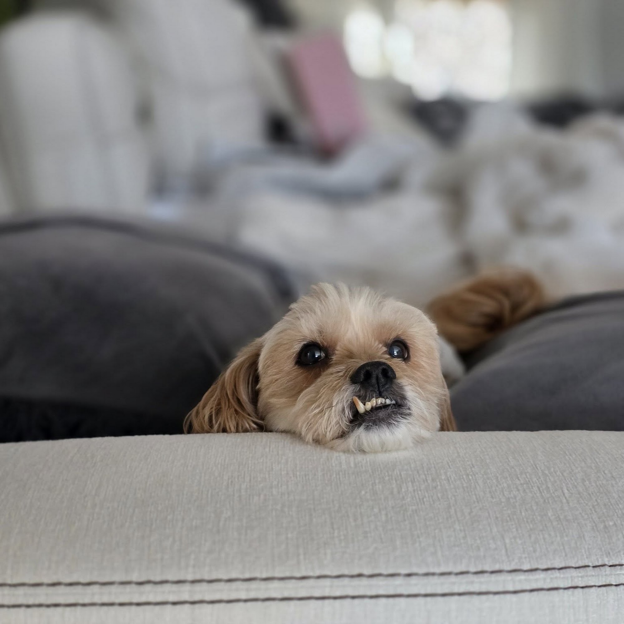 Derry Animal Hospital Derry