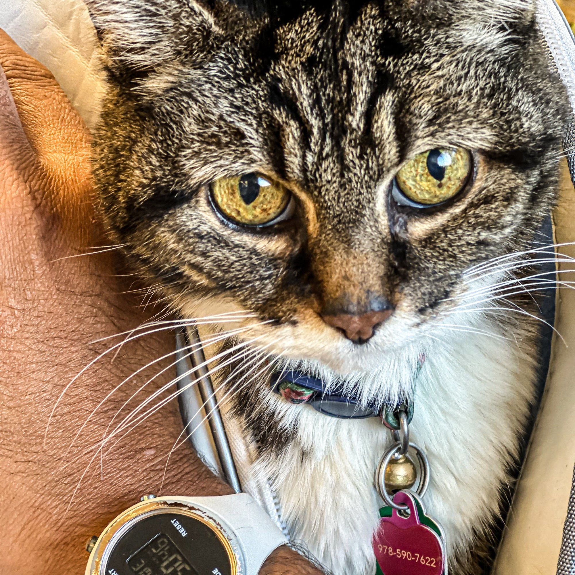 Orchard Village Animal Clinic - A Thrive Pet Healthcare Partner Derry