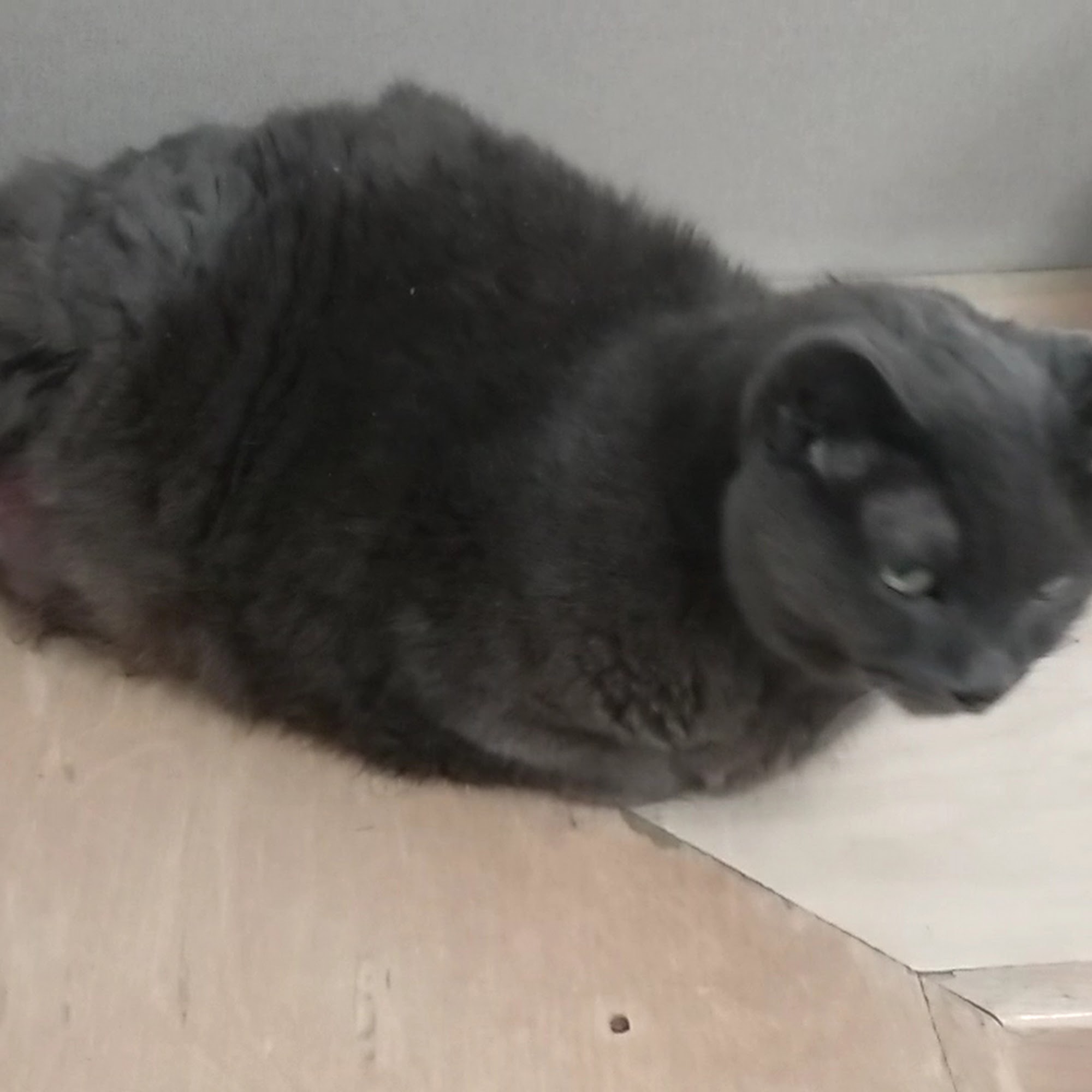 Dover Veterinary Hospital Dover