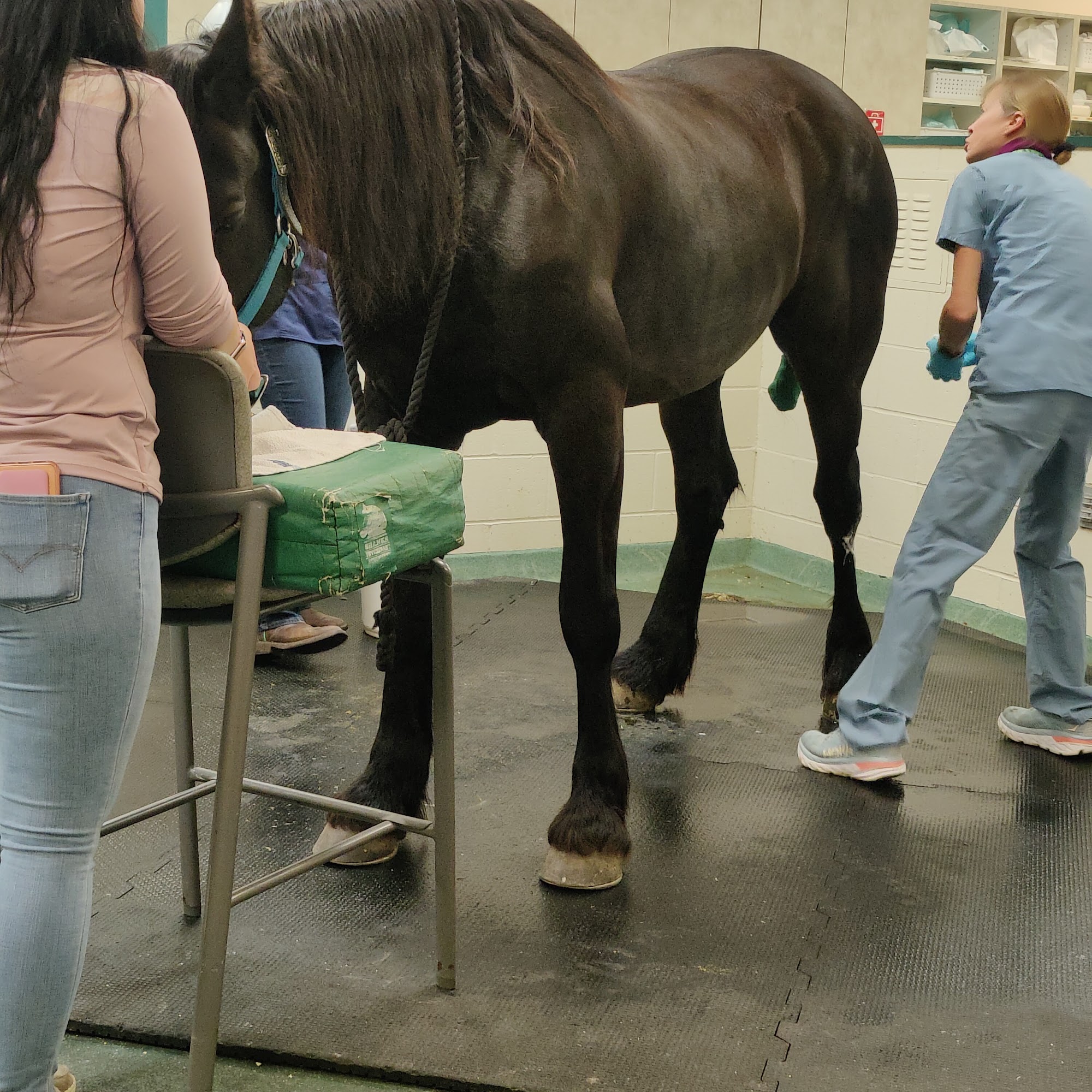 New England Equine Medical & Surgical center Dover