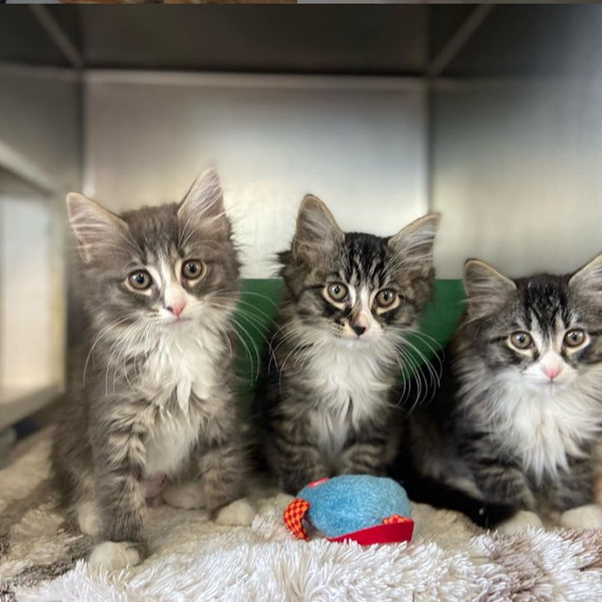 Pope Memorial Humane Society - Cocheco Valley Dover