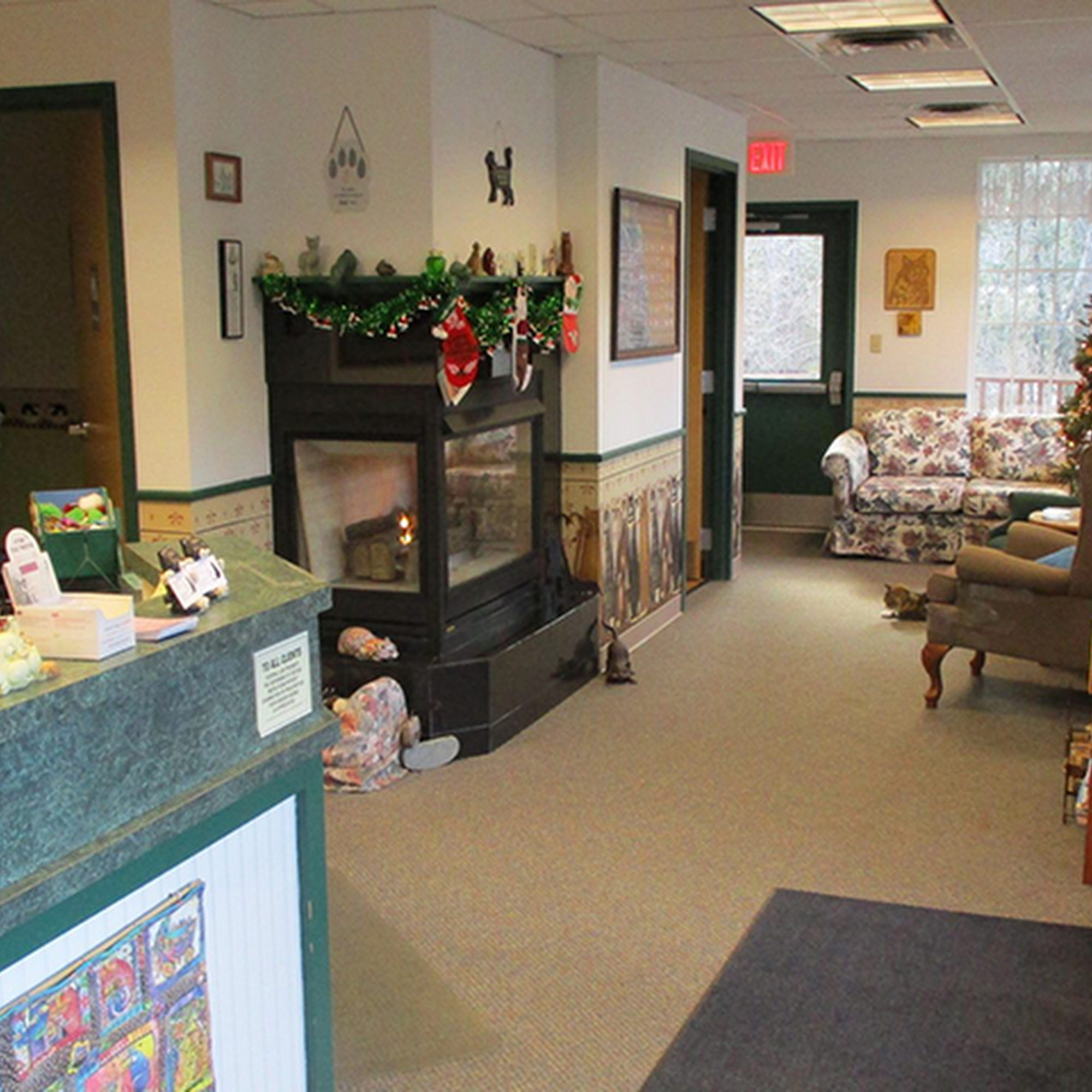 The Cat Doctor of Dover Dover