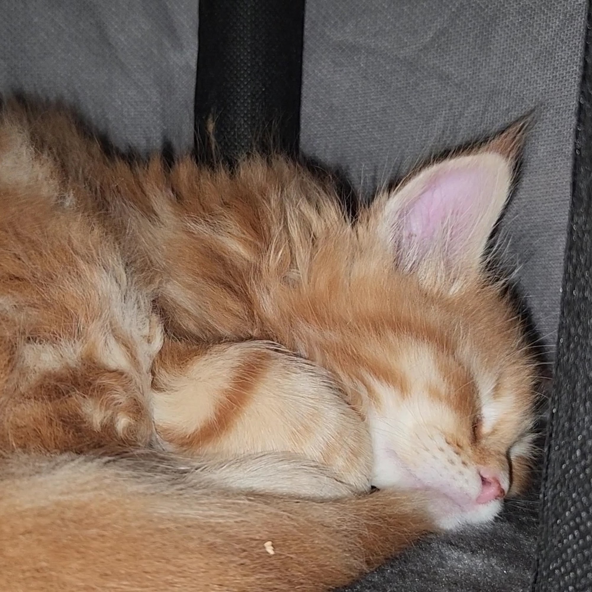 Great Bay Animal Hospital Durham