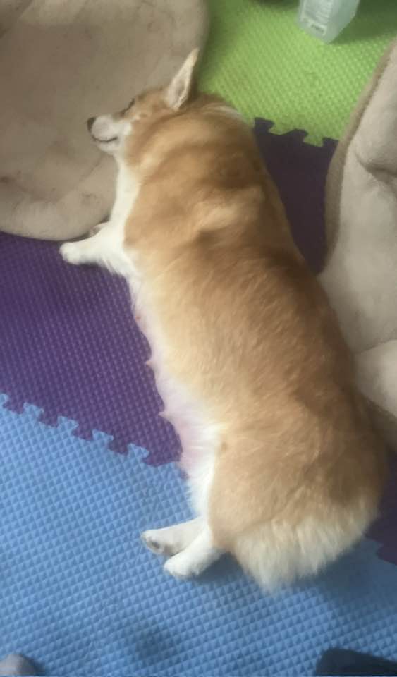 Ellis Dog Training Durham