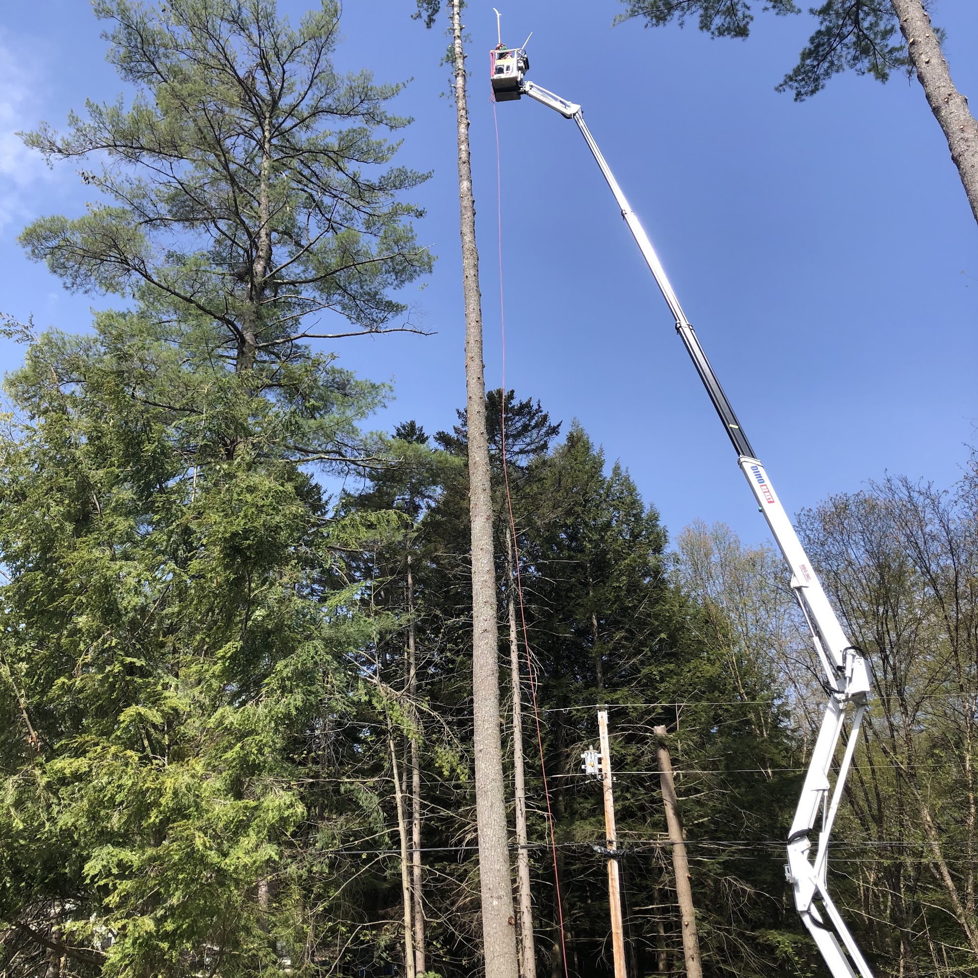 Fox Tree & Landsape Services