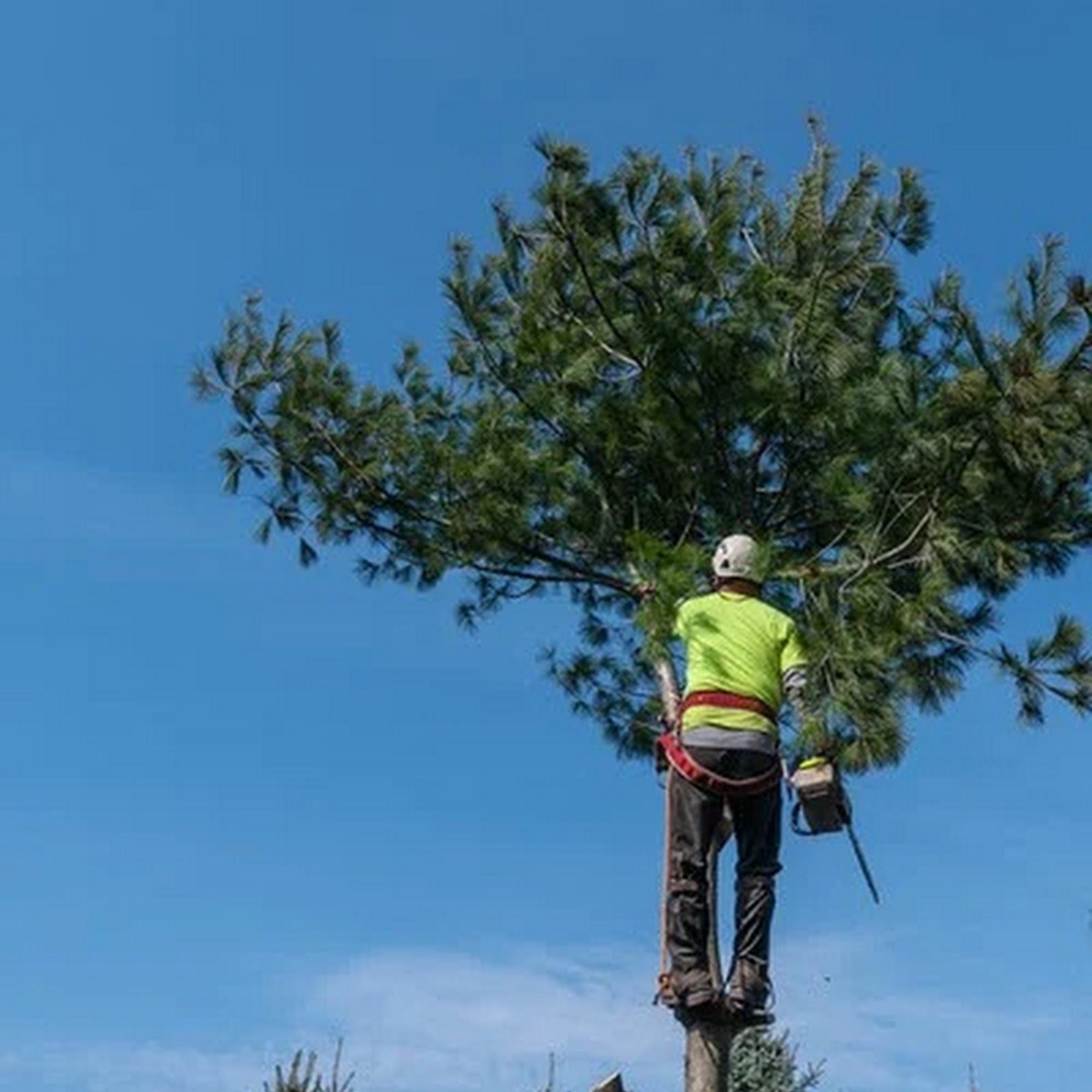 Fox Tree & Landsape Services 372 Lockehaven Rd, Enfield New Hampshire 03748