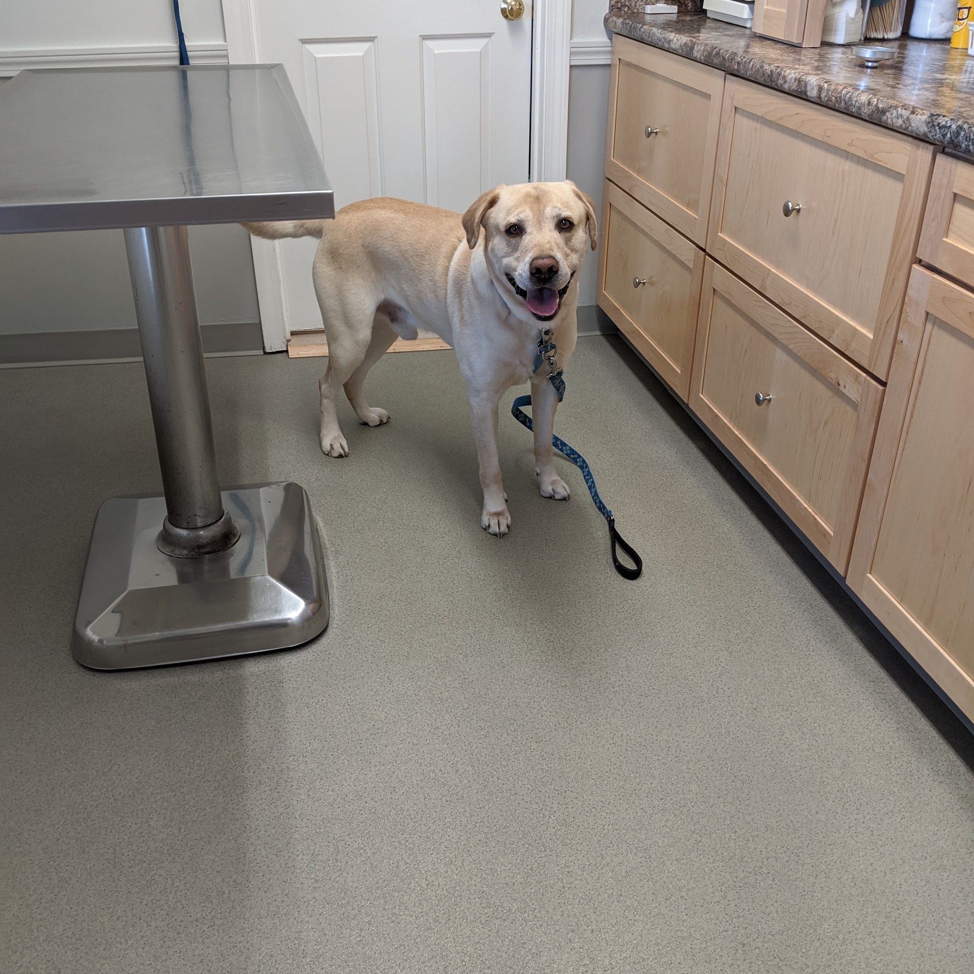 Brentwood Country Animal Hospital, PLLC Exeter