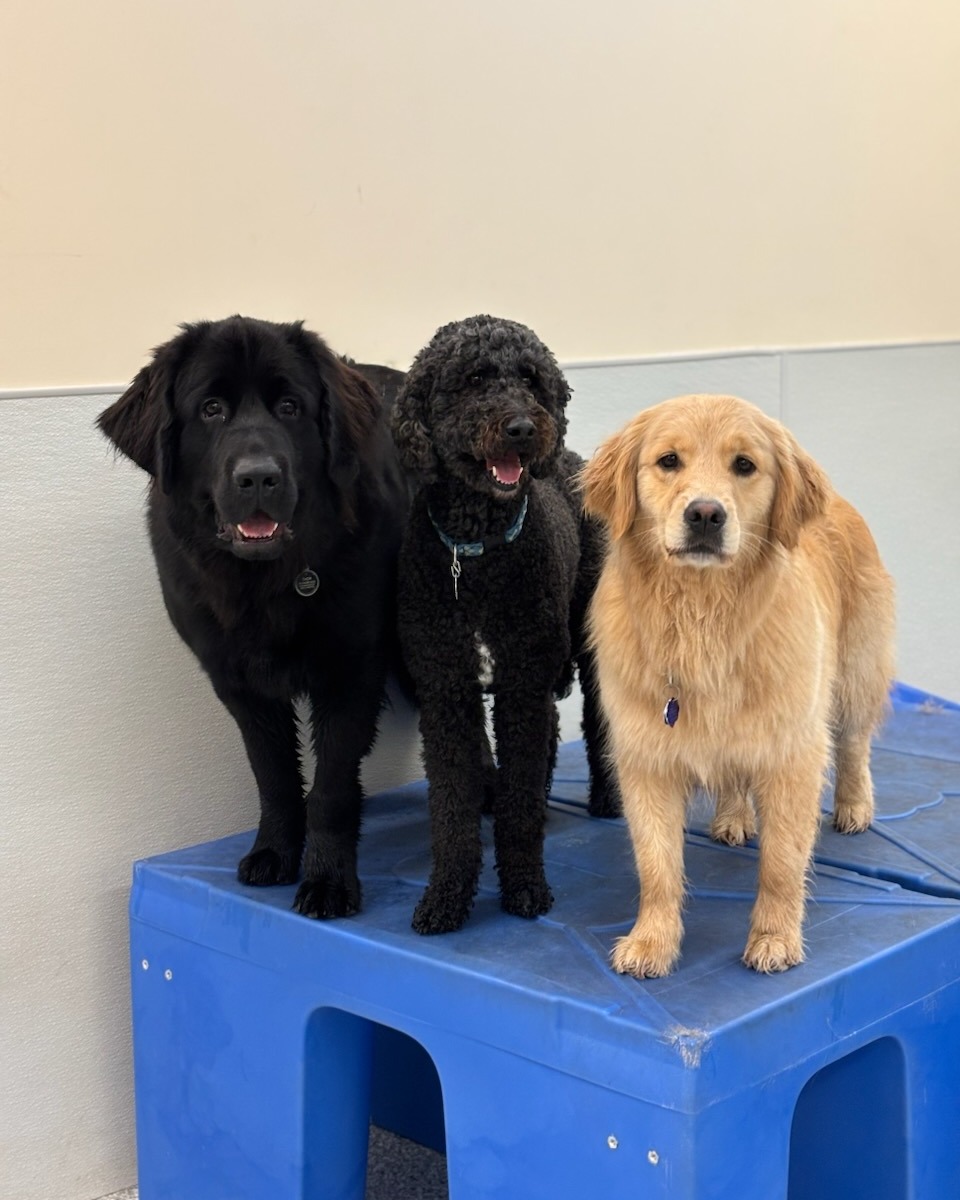 The Barking Dog – Exeter Exeter