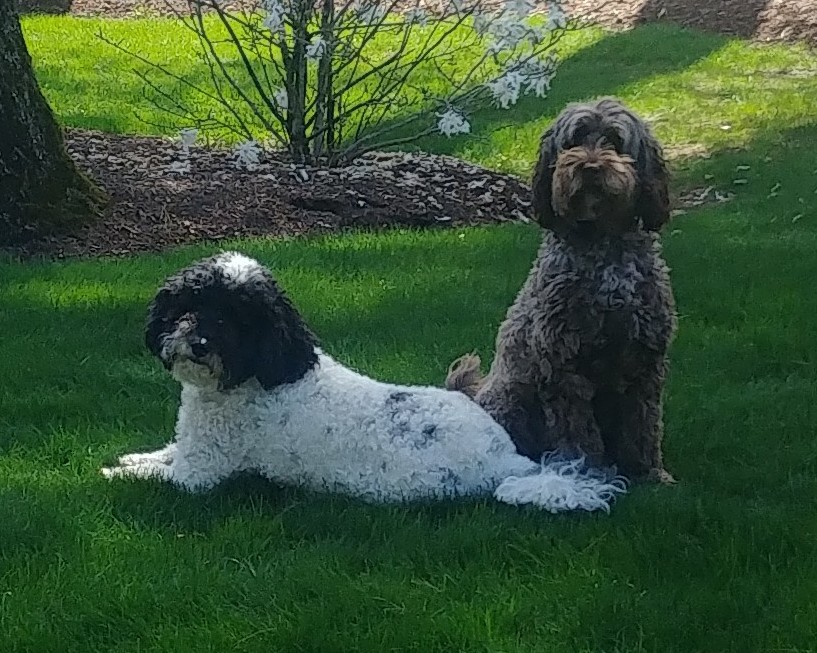 Coastal Pet Sitting Exeter