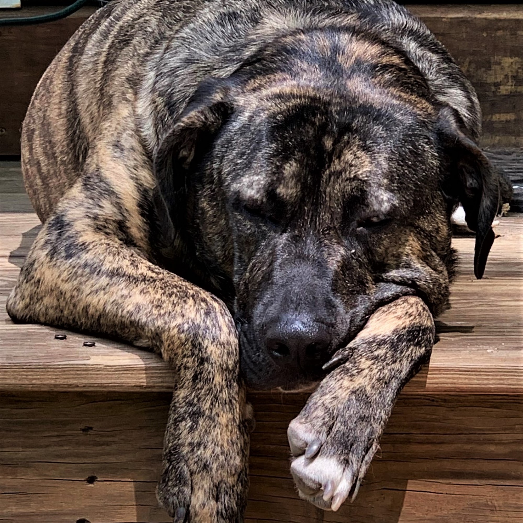 Pet Peeves Dog Grooming Farmington