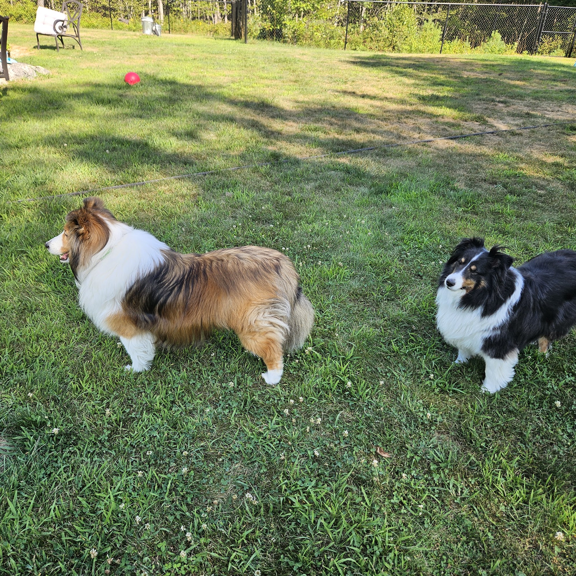 L Sweet Pet Grooming Farmington