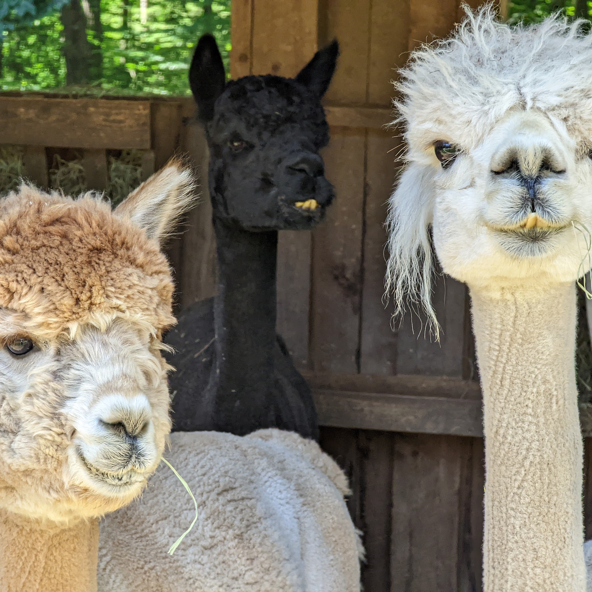 Stonewall Fields Alpaca farm Fitzwilliam