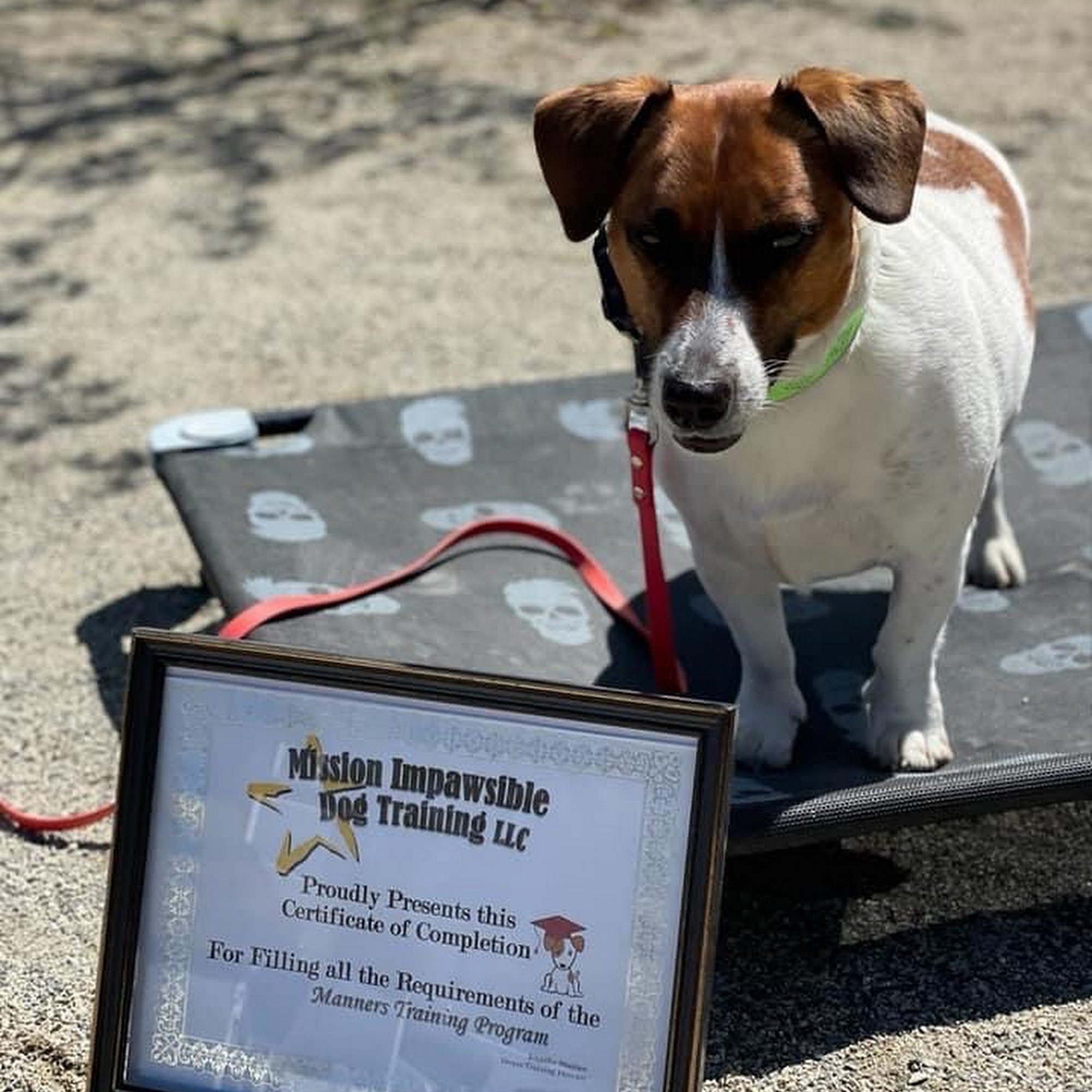 Mission Impawsible Dog Training Fremont