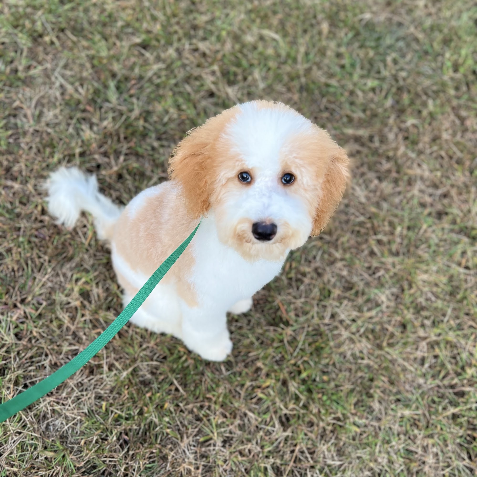 Dee's Cat & K9 Design Fremont