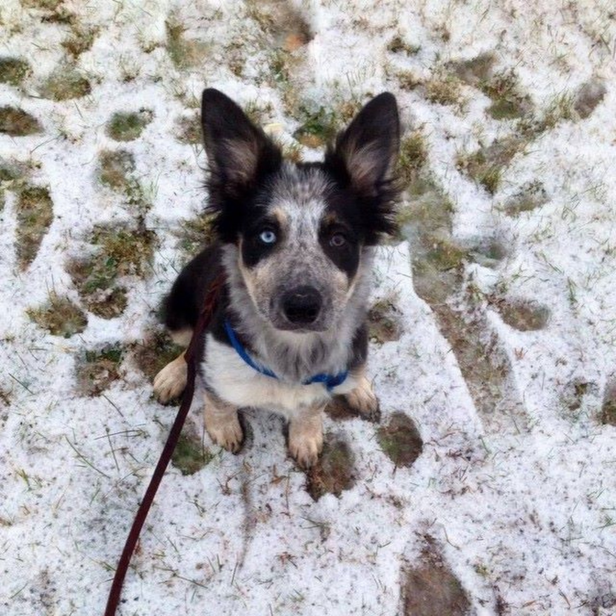 MacDonald Veterinary Service Gilford