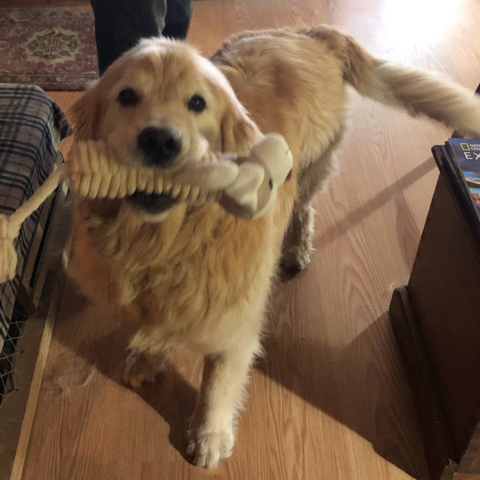 Litterhof Kennel Gilford