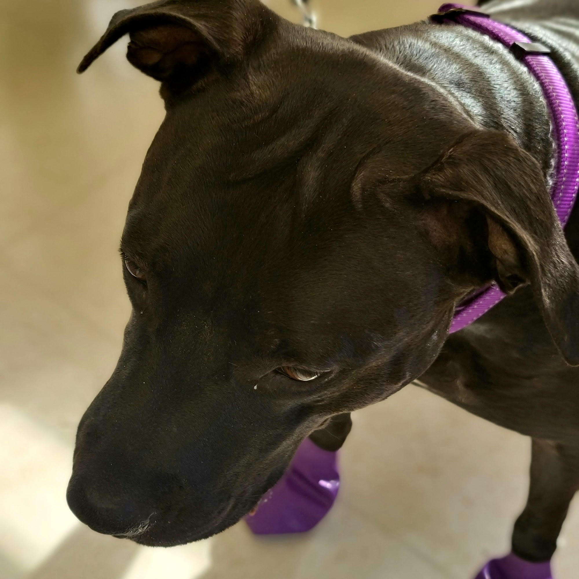 Glen Lake Animal Hospital Goffstown