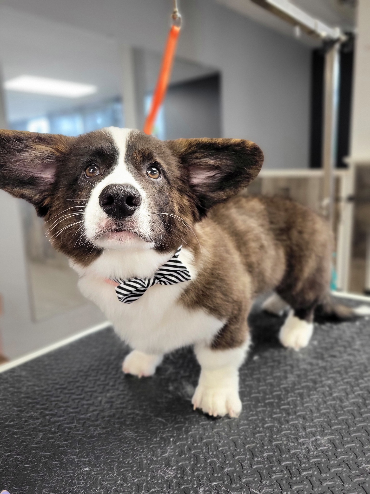 Wags and whiskers LLC Goffstown